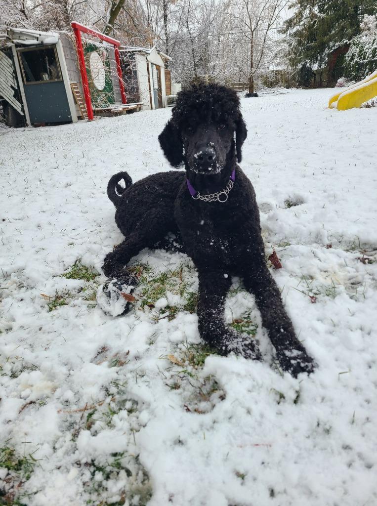 Enlarge Jacks $550 *STANDARD*, a Adoptable Poodle in Milwaukee, WI image 1/6
