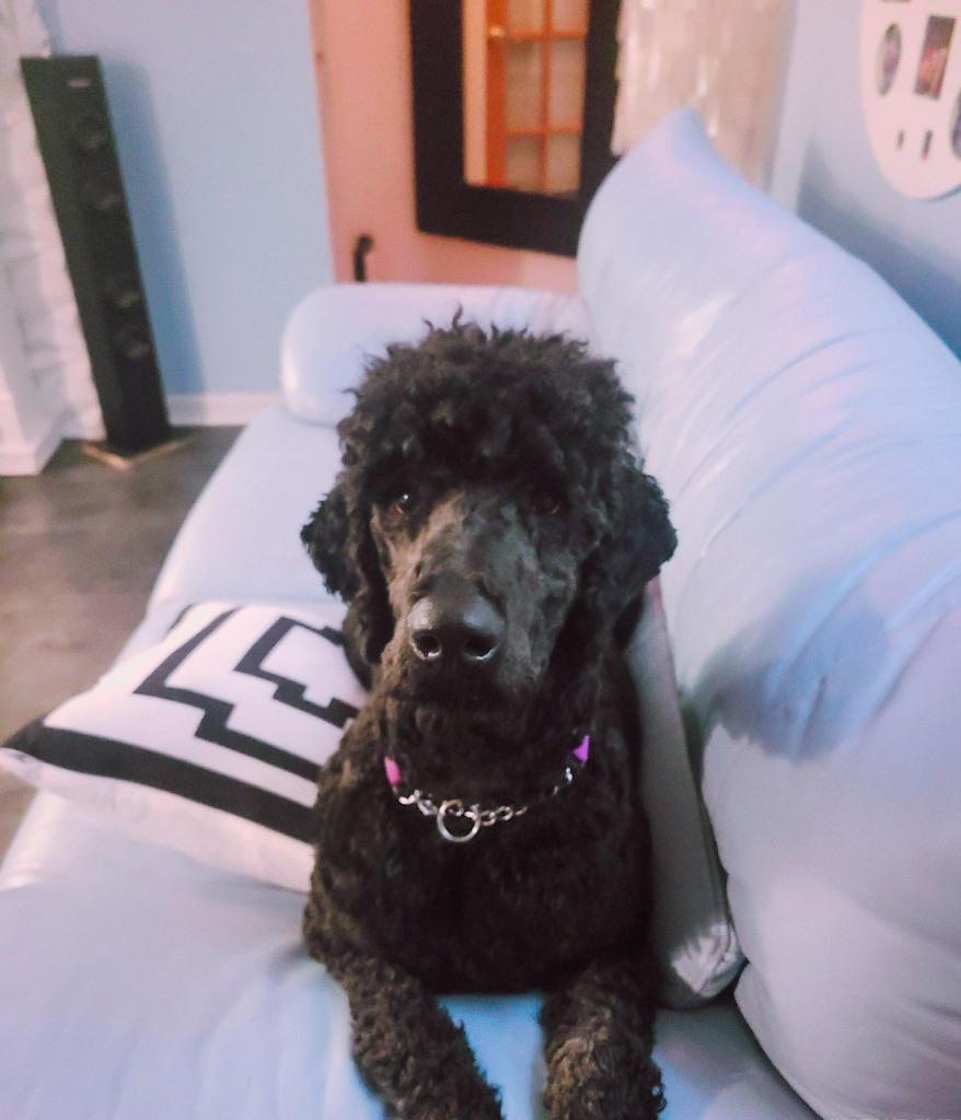 Enlarge Jacks $550 *STANDARD*, a Adoptable Poodle in Milwaukee, WI image 2/6