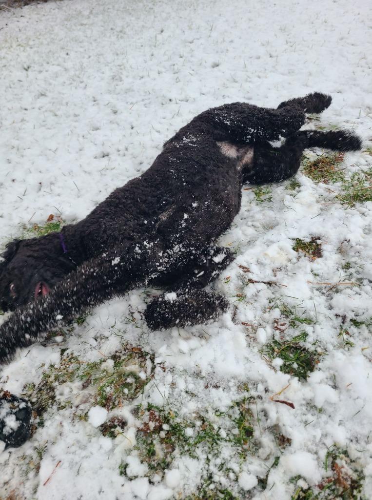 Enlarge Jacks $550 *STANDARD*, a Adoptable Poodle in Milwaukee, WI image 3/6