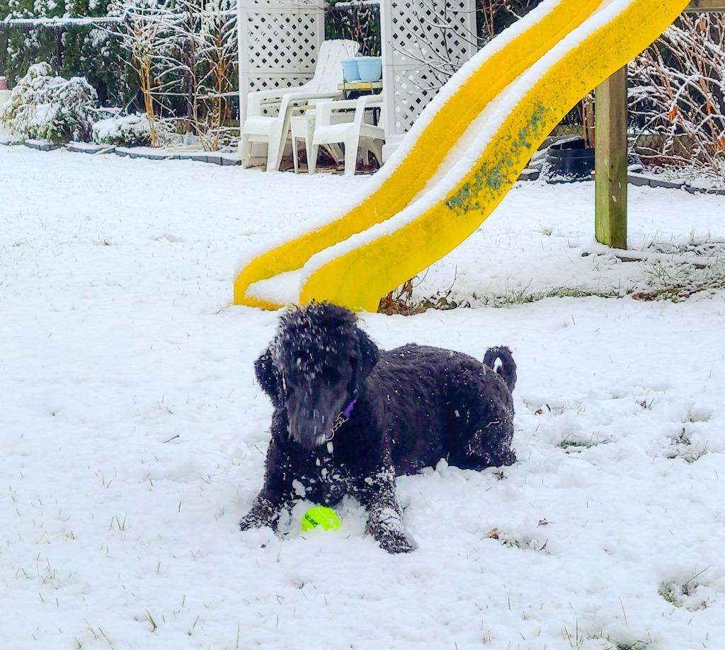 Enlarge Jacks $550 *STANDARD*, a Adoptable Poodle in Milwaukee, WI image 4/6