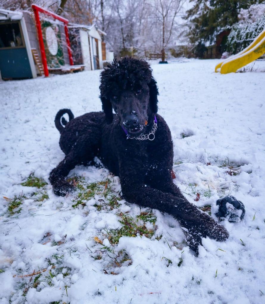 Enlarge Jacks $550 *STANDARD*, a Adoptable Poodle in Milwaukee, WI image 6/6
