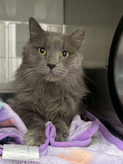 Enlarge Sebastian, a Adoptable mixed breed in Gastonia, NC image 1/2