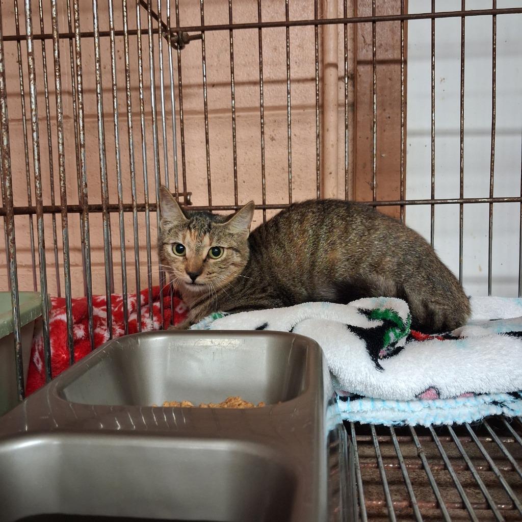 Enlarge Tibby Cake, a Adoptable mixed breed in Gautier, MS image 1/2