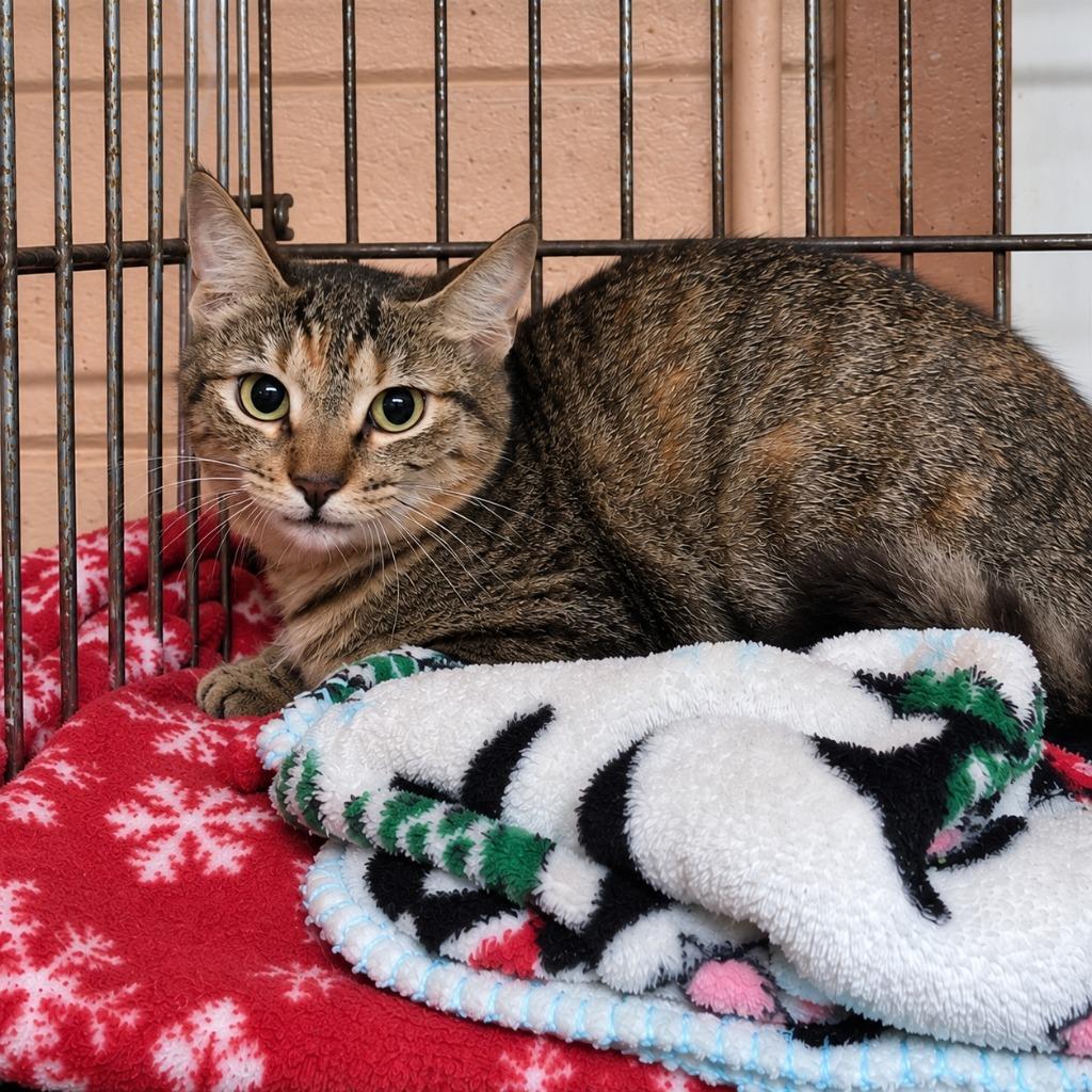 Enlarge Tibby Cake, a Adoptable mixed breed in Gautier, MS image 2/2