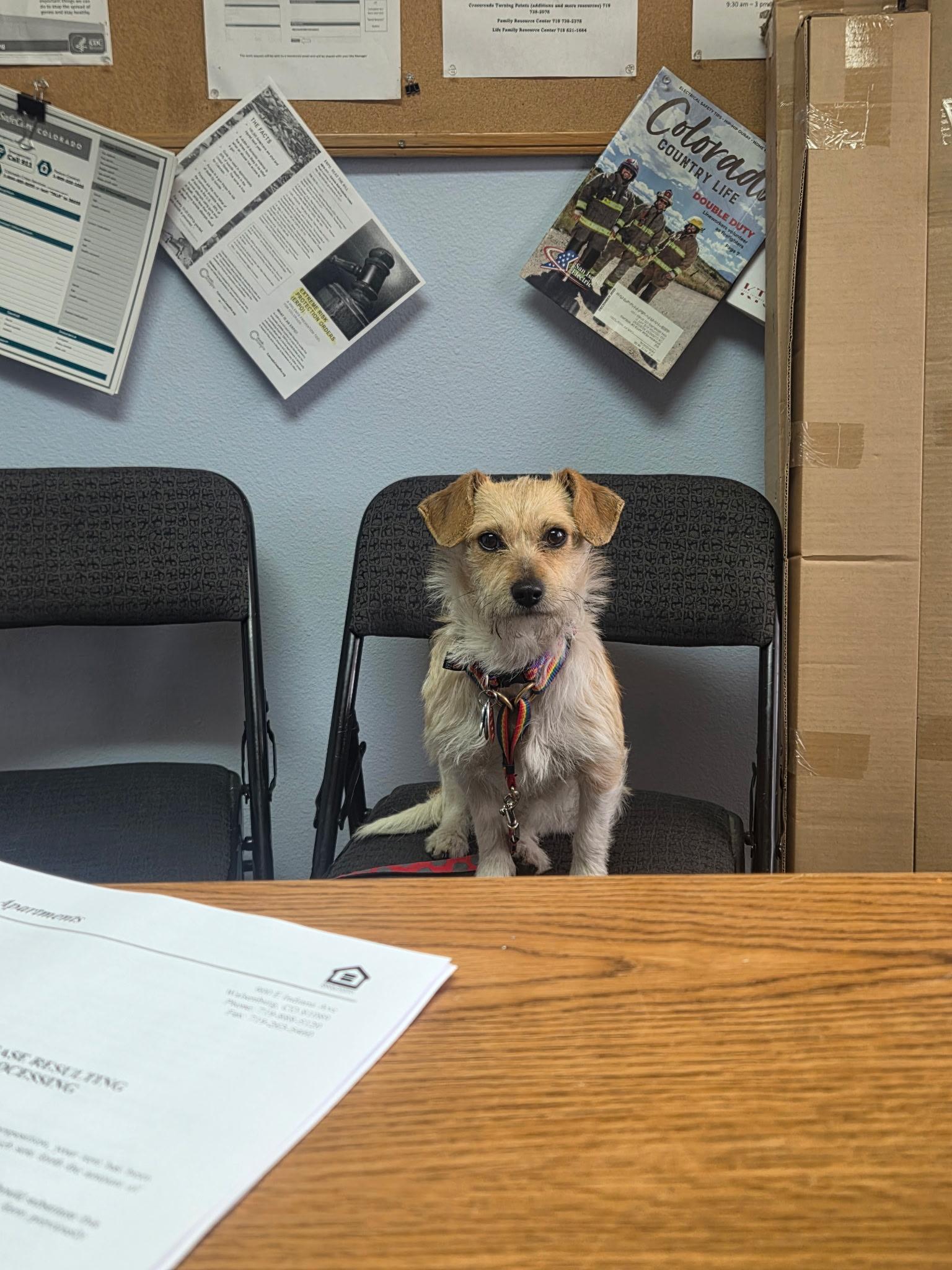 Evie, an adopted Jack Russell Terrier in Colorado Springs, CO image 5/5