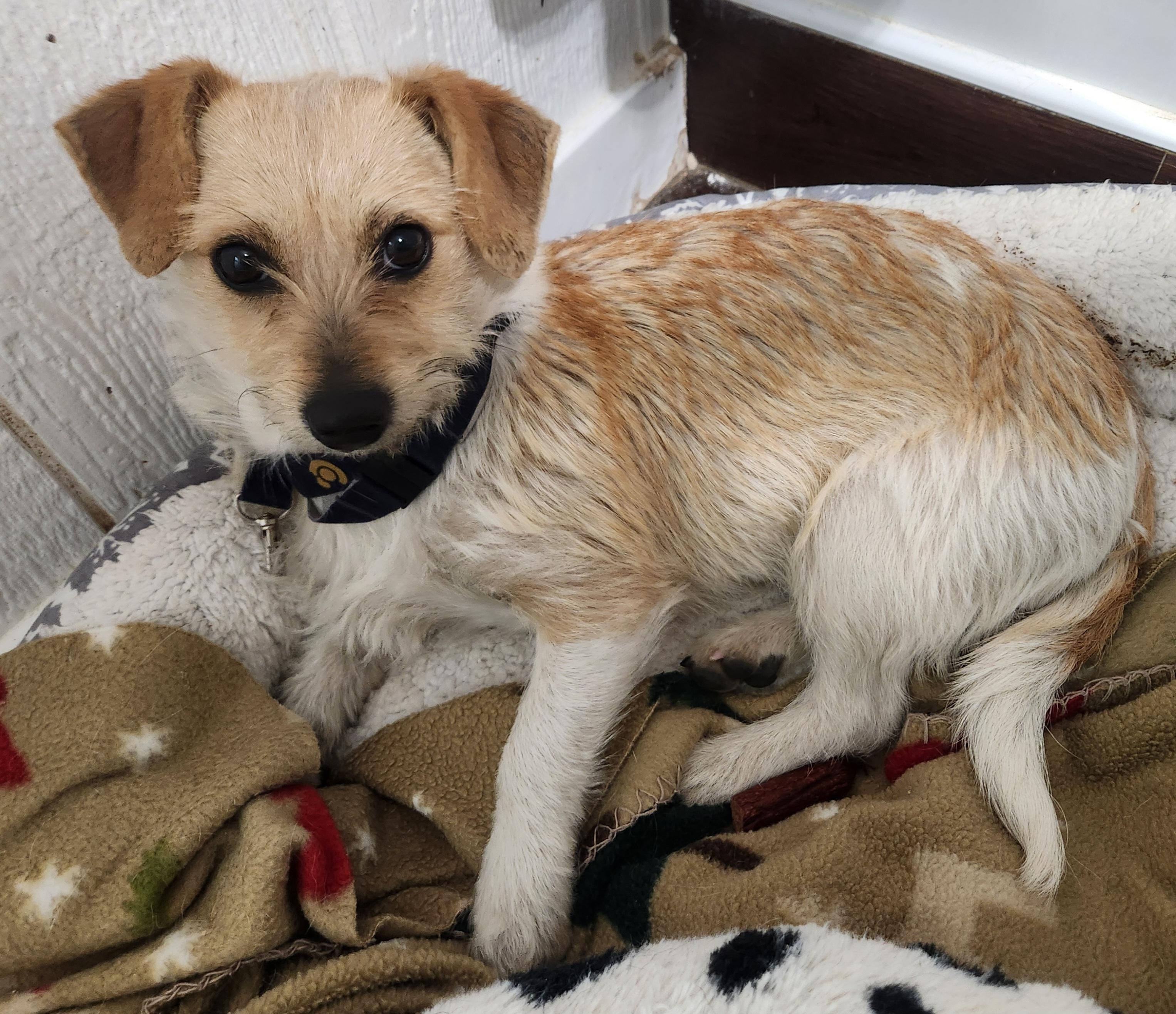 Evie, adopted, Young Female Jack Russell Terrier.