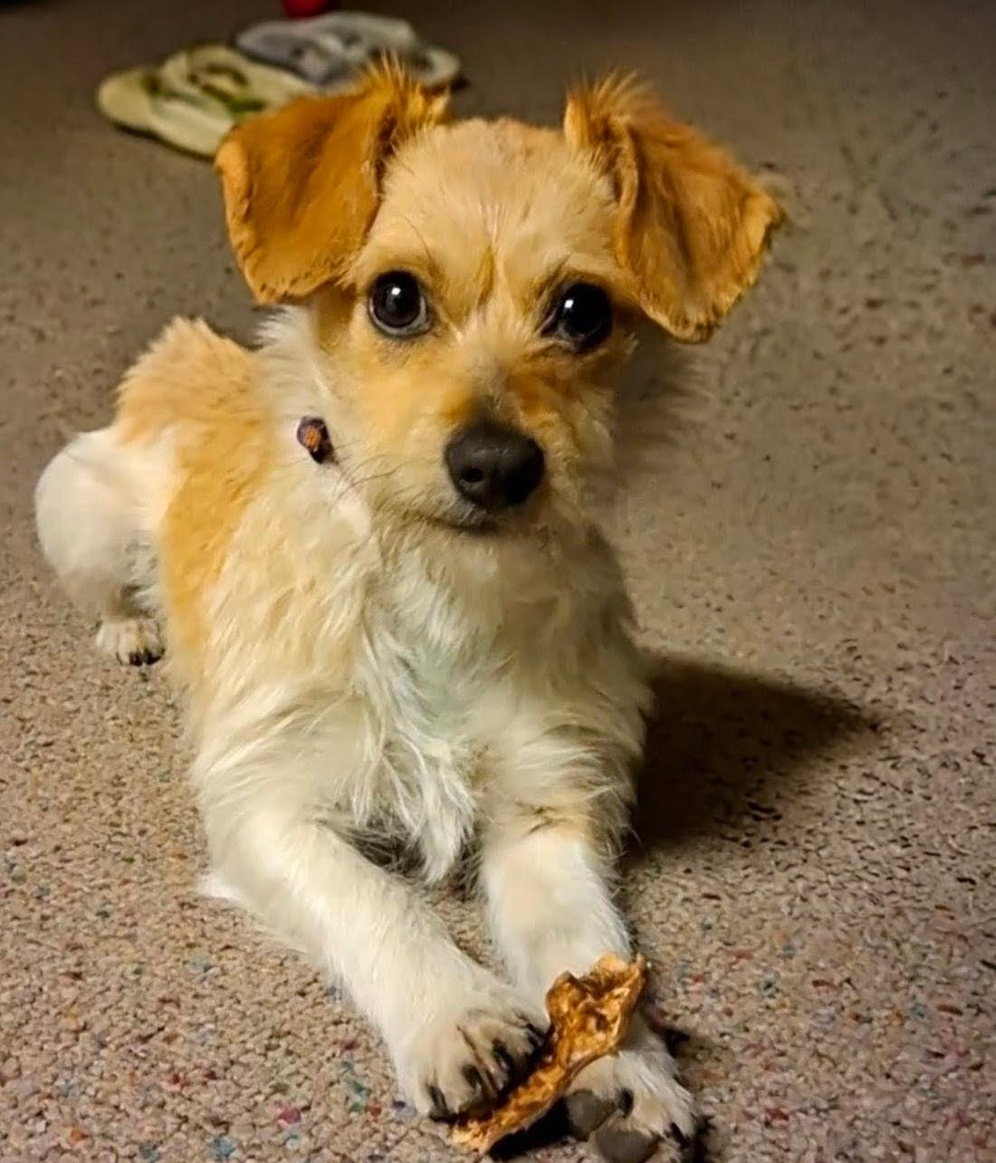 Evie, an adopted Jack Russell Terrier in Colorado Springs, CO image 3/5