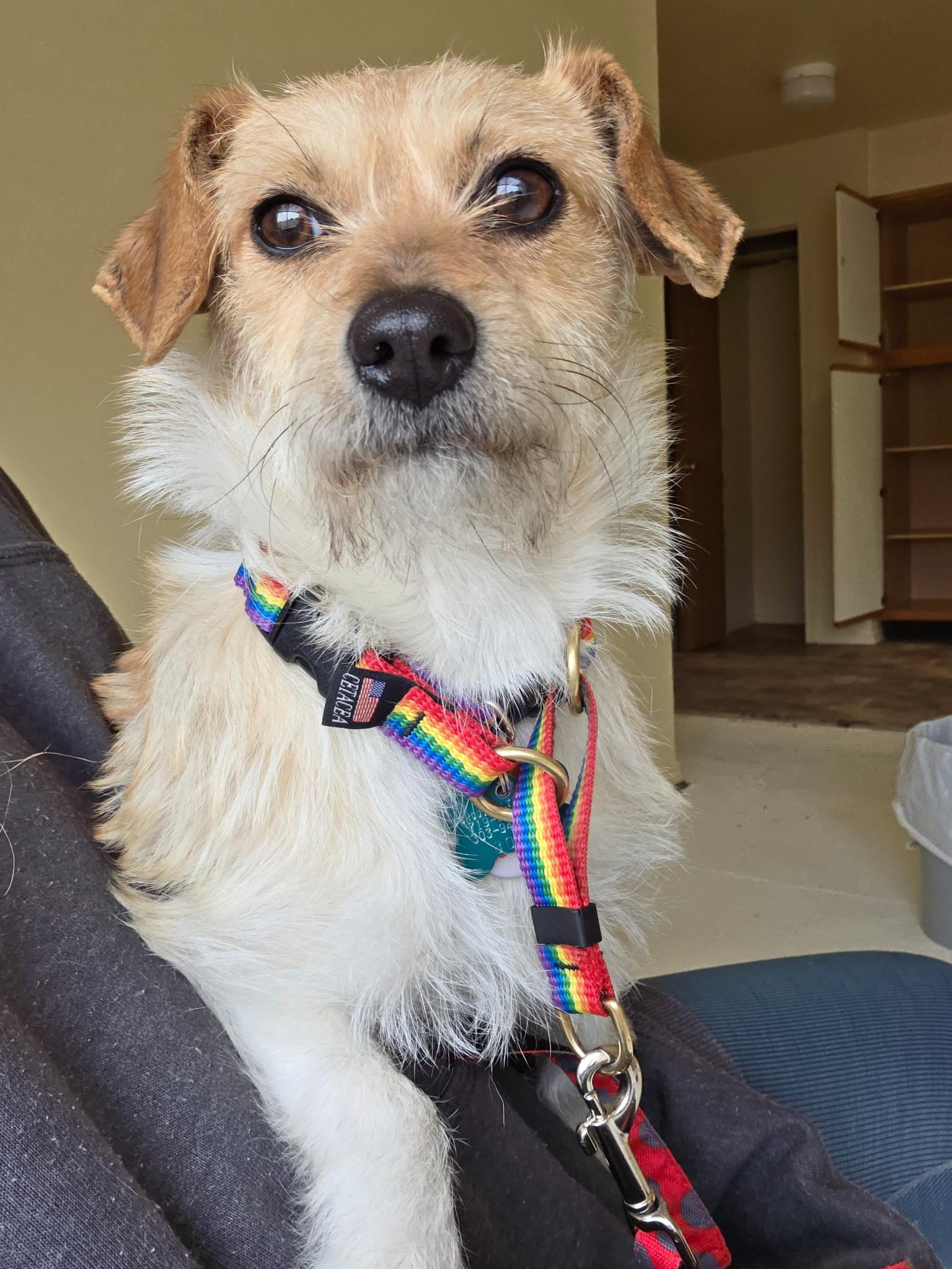 Evie, an adopted Jack Russell Terrier in Colorado Springs, CO image 4/5