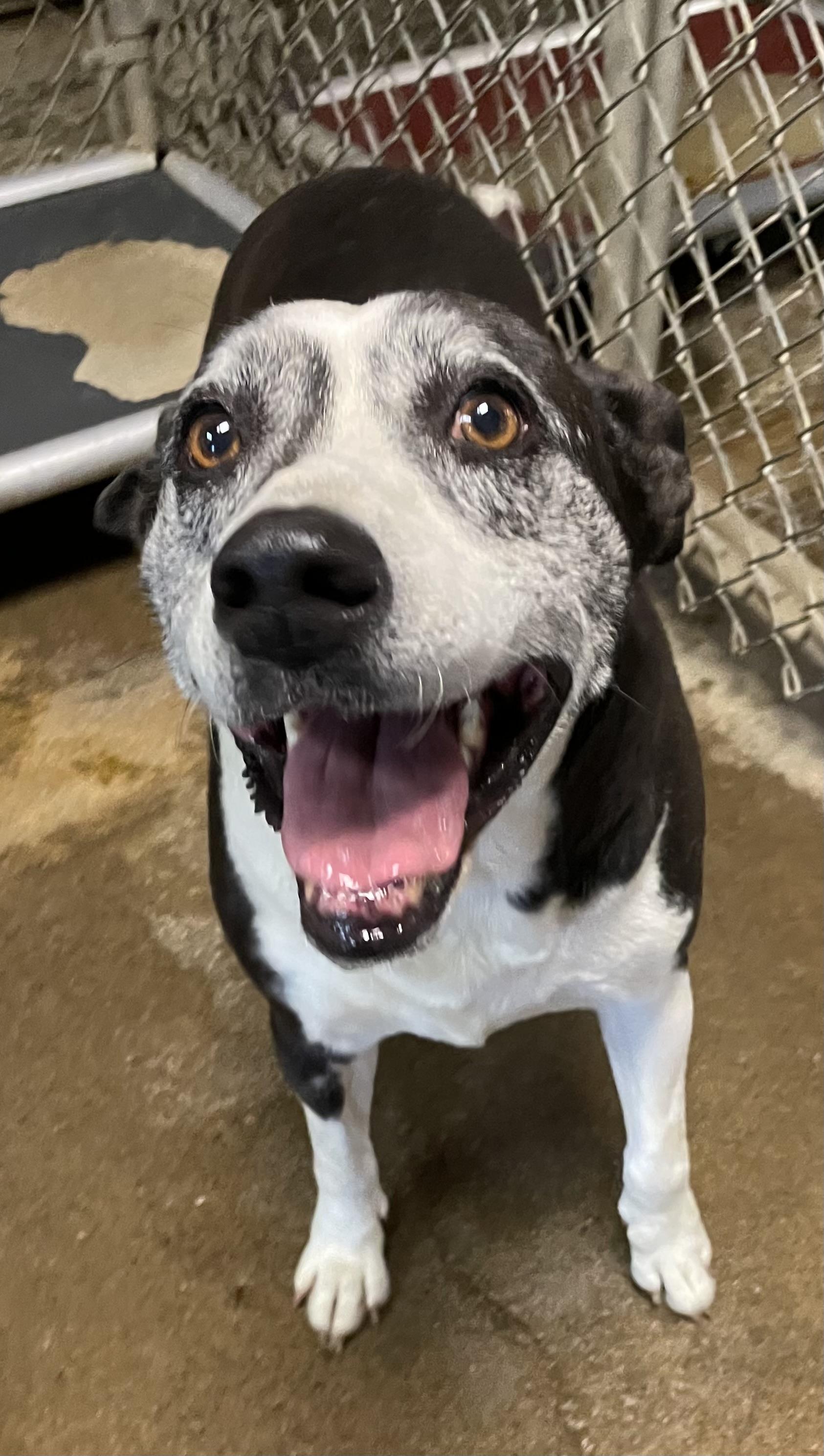 Enlarge Sherri AVAILABLE, a ADOPTABLE mixed breed in Canton, OH image 6/6