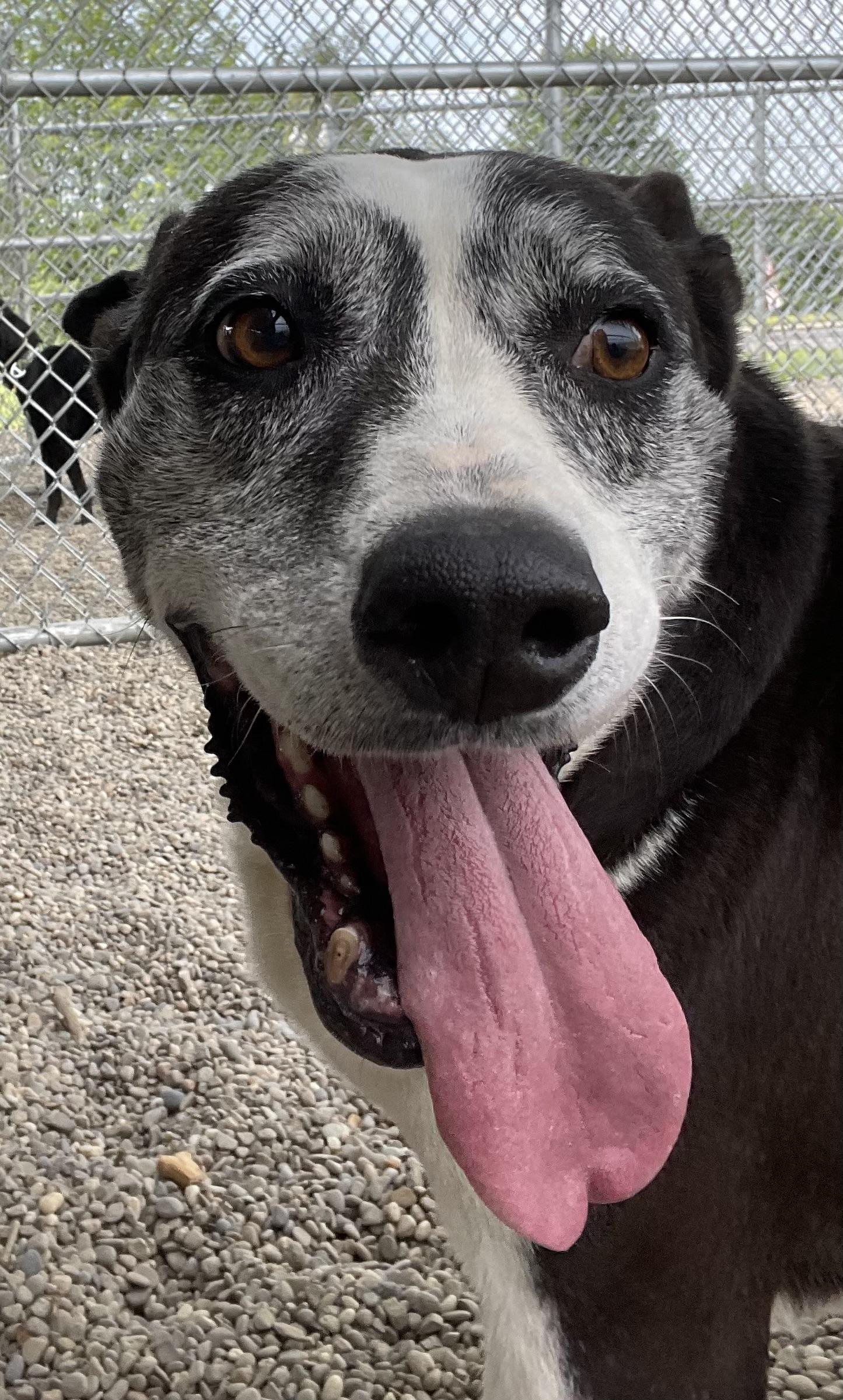Enlarge Sherri AVAILABLE, a ADOPTABLE mixed breed in Canton, OH image 2/6