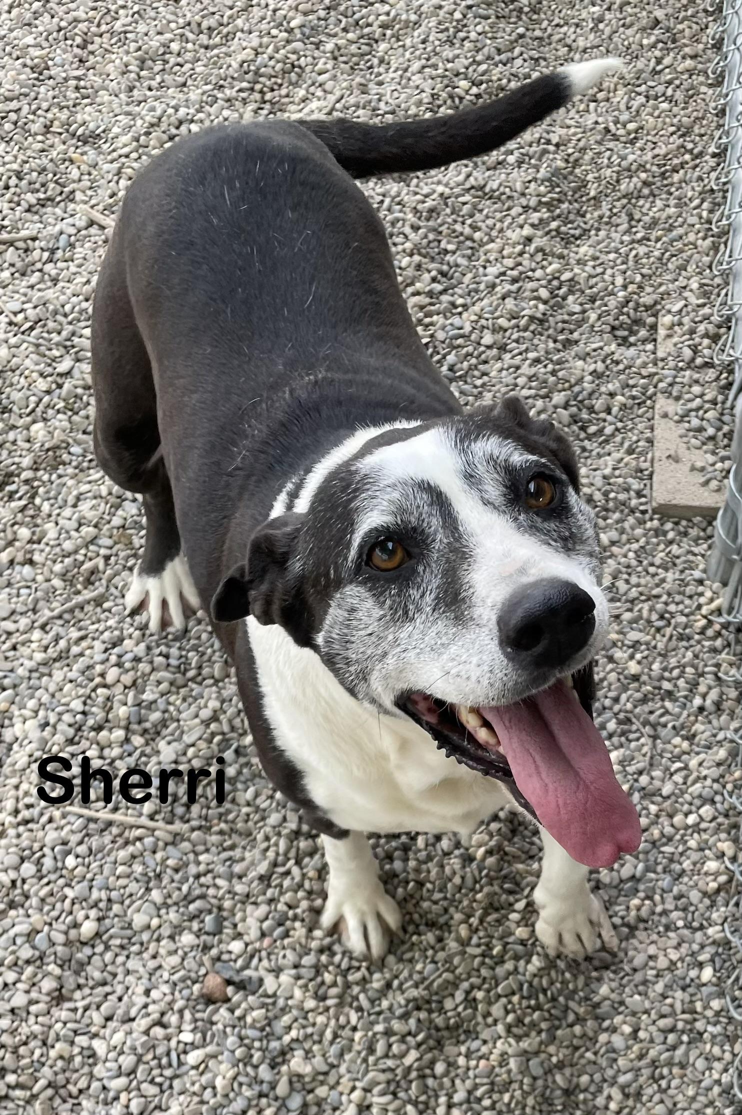 Enlarge Sherri AVAILABLE, a ADOPTABLE mixed breed in Canton, OH image 5/6
