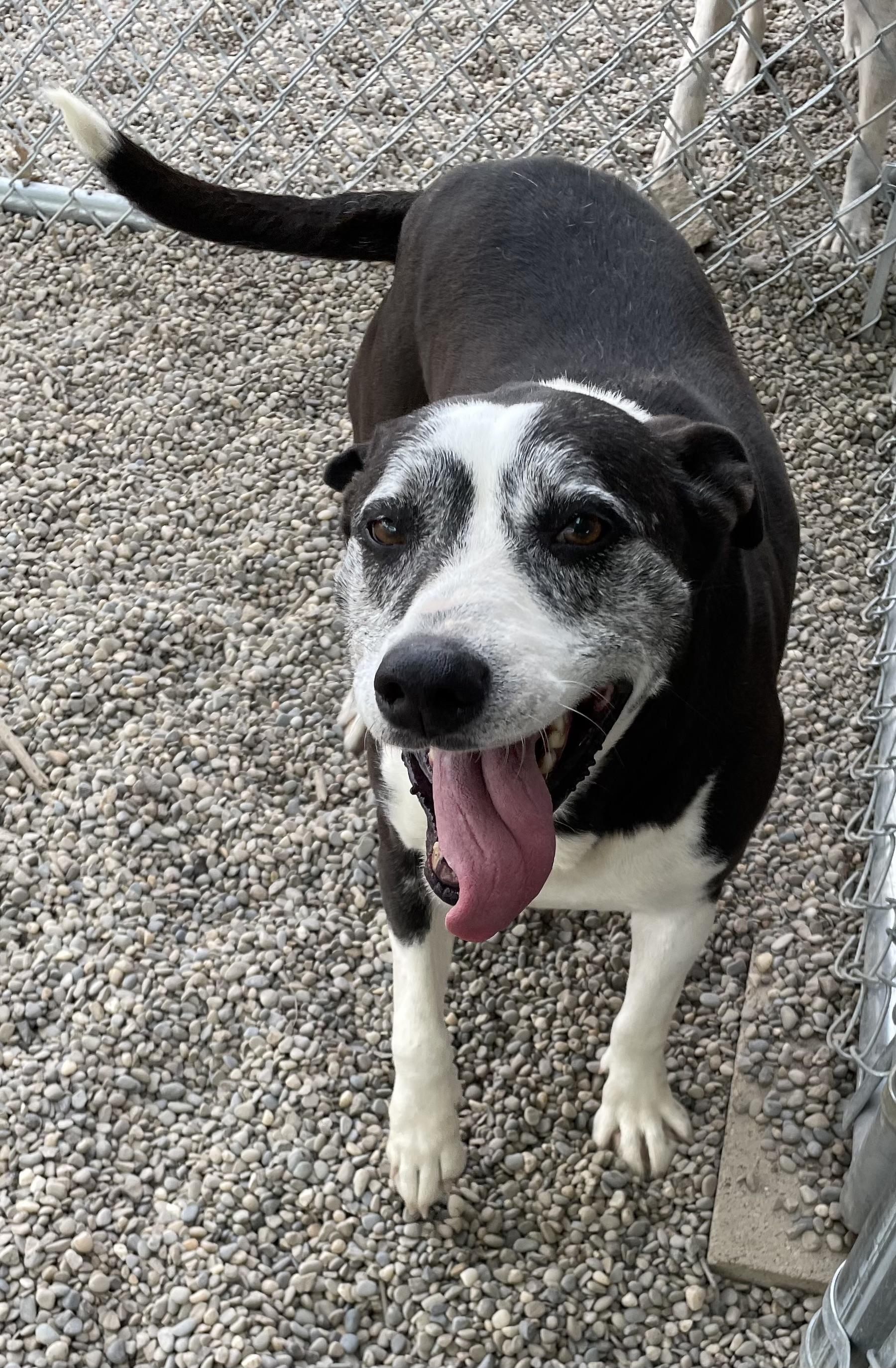 Enlarge Sherri AVAILABLE, a ADOPTABLE mixed breed in Canton, OH image 4/6