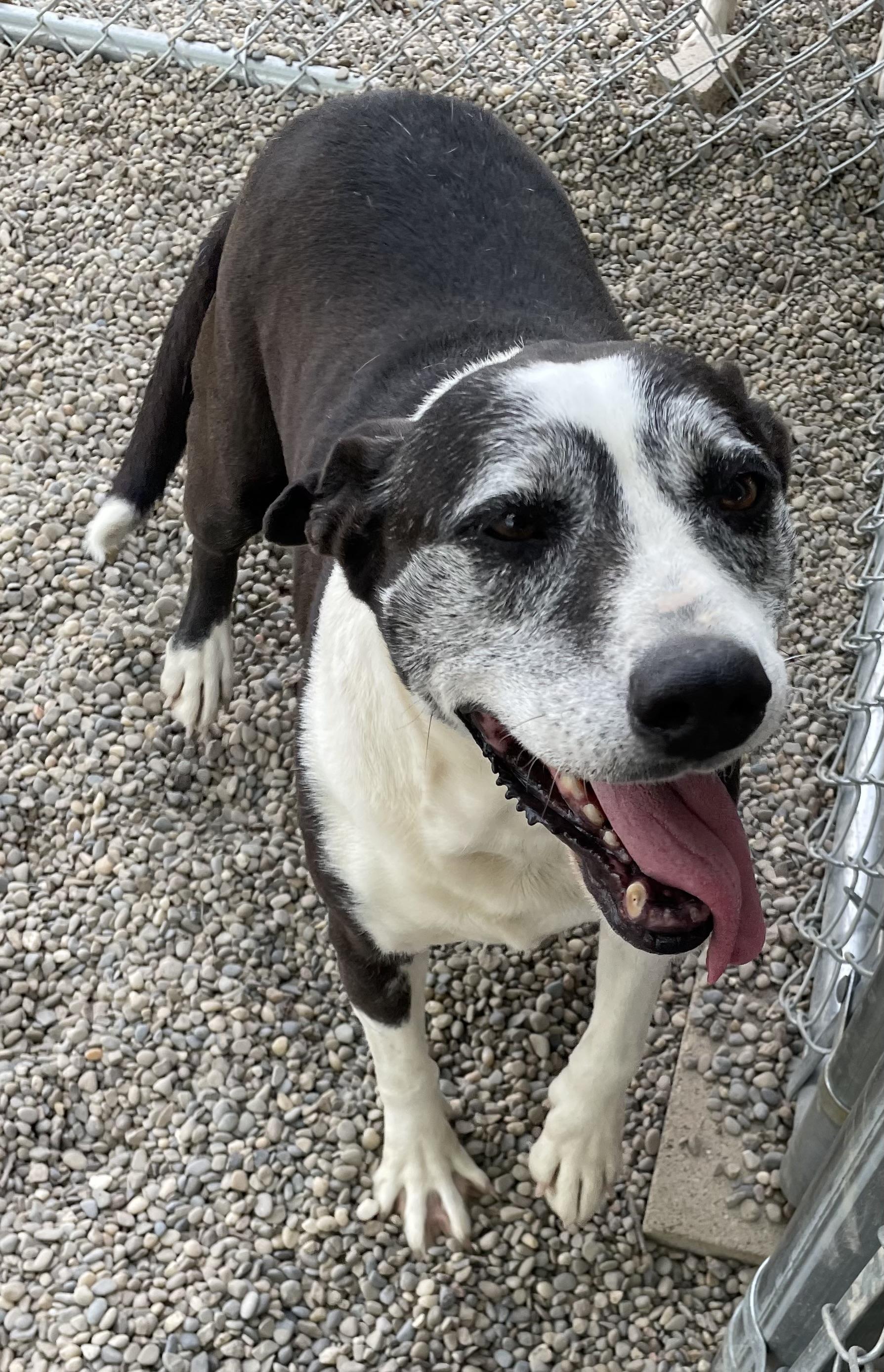 Enlarge Sherri AVAILABLE, a ADOPTABLE mixed breed in Canton, OH image 3/6