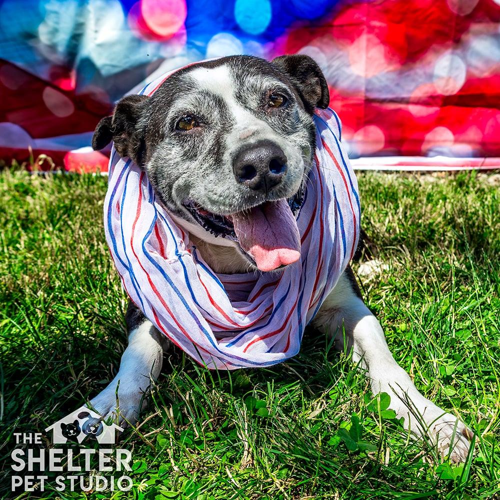 Sherri AVAILABLE, ADOPTABLE, Senior Female Pit Bull Terrier & Hound.