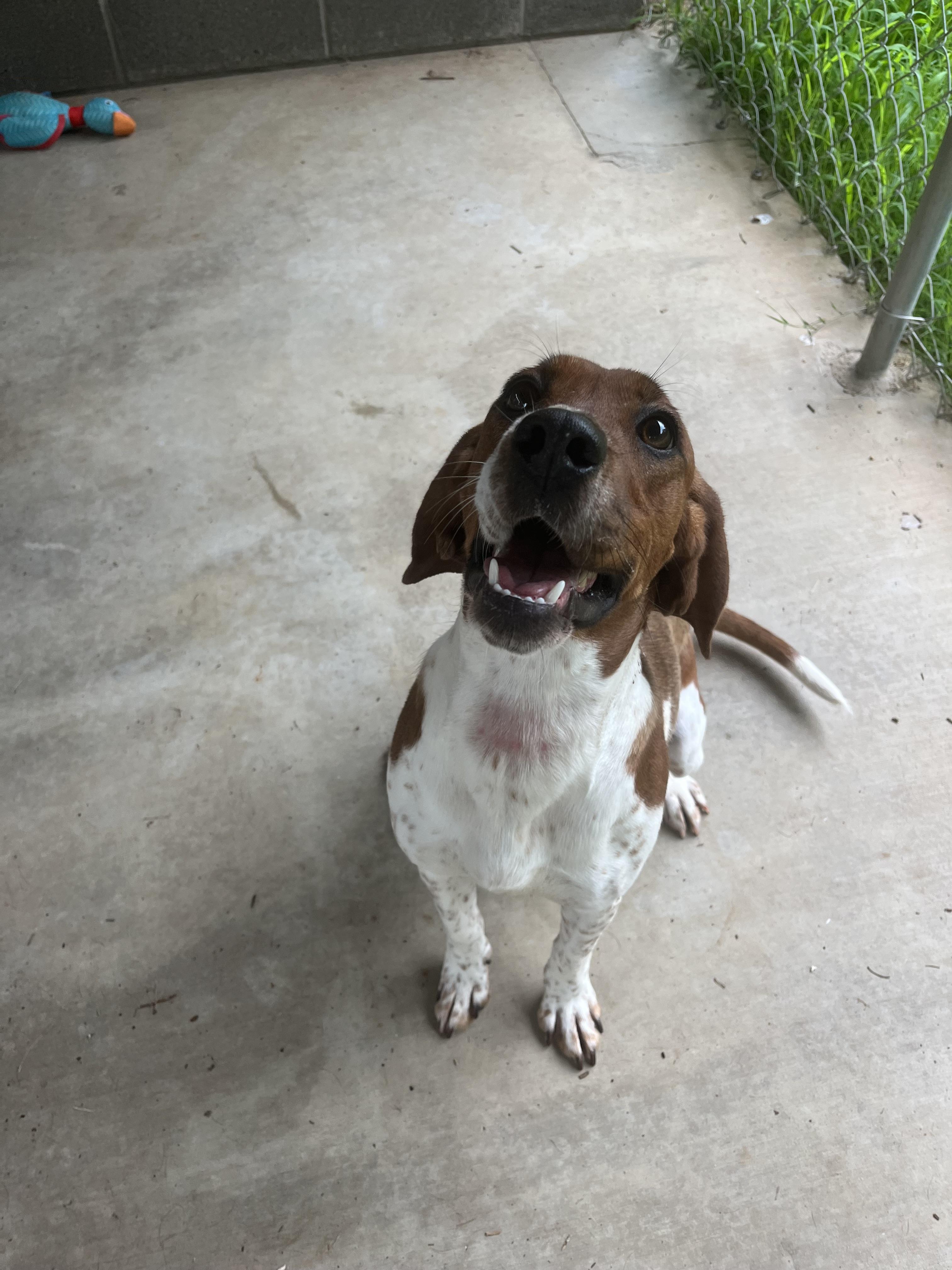Momma Odie, a ADOPTABLE mixed breed in Loudon, TN image 4/4