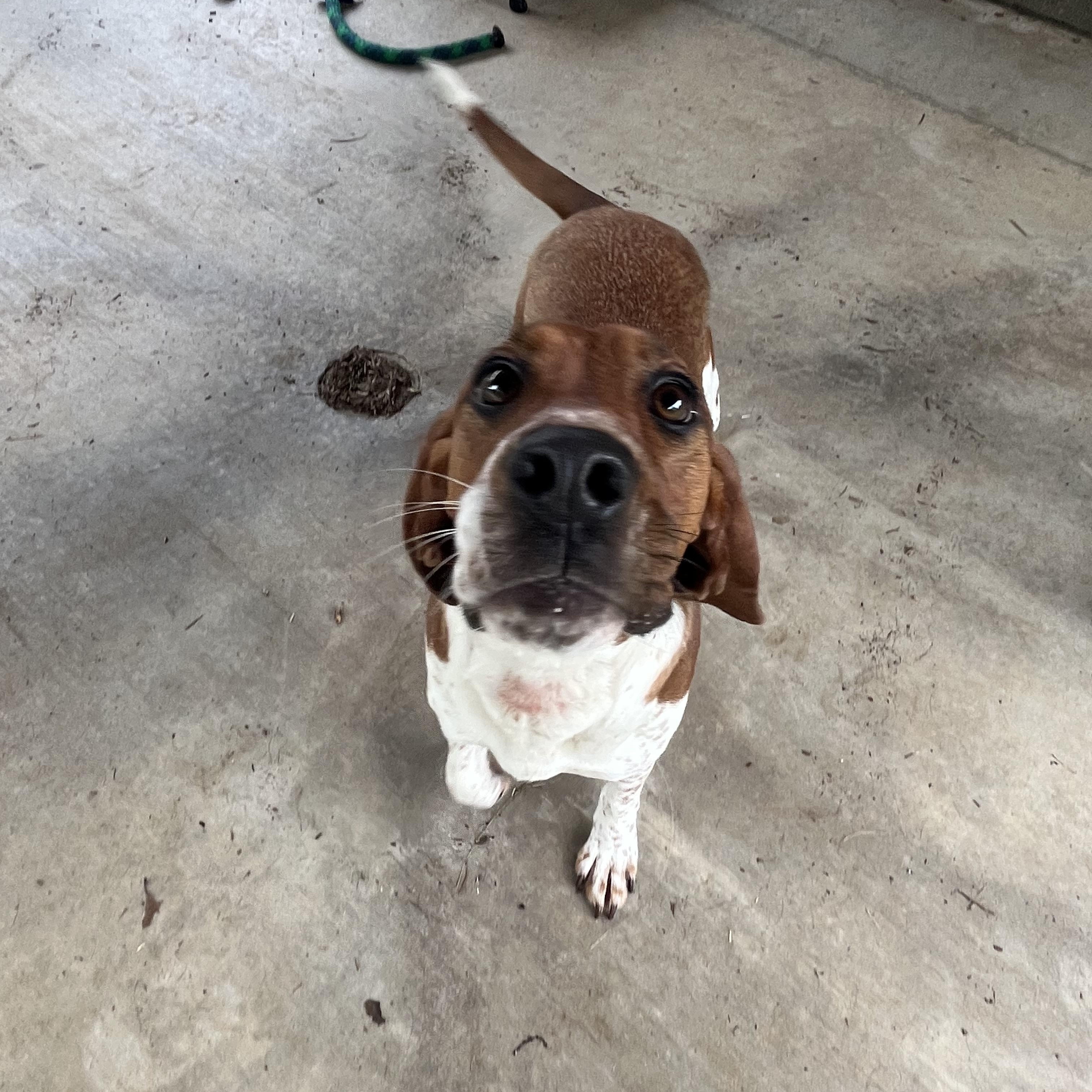 Momma Odie, a ADOPTABLE mixed breed in Loudon, TN image 2/4