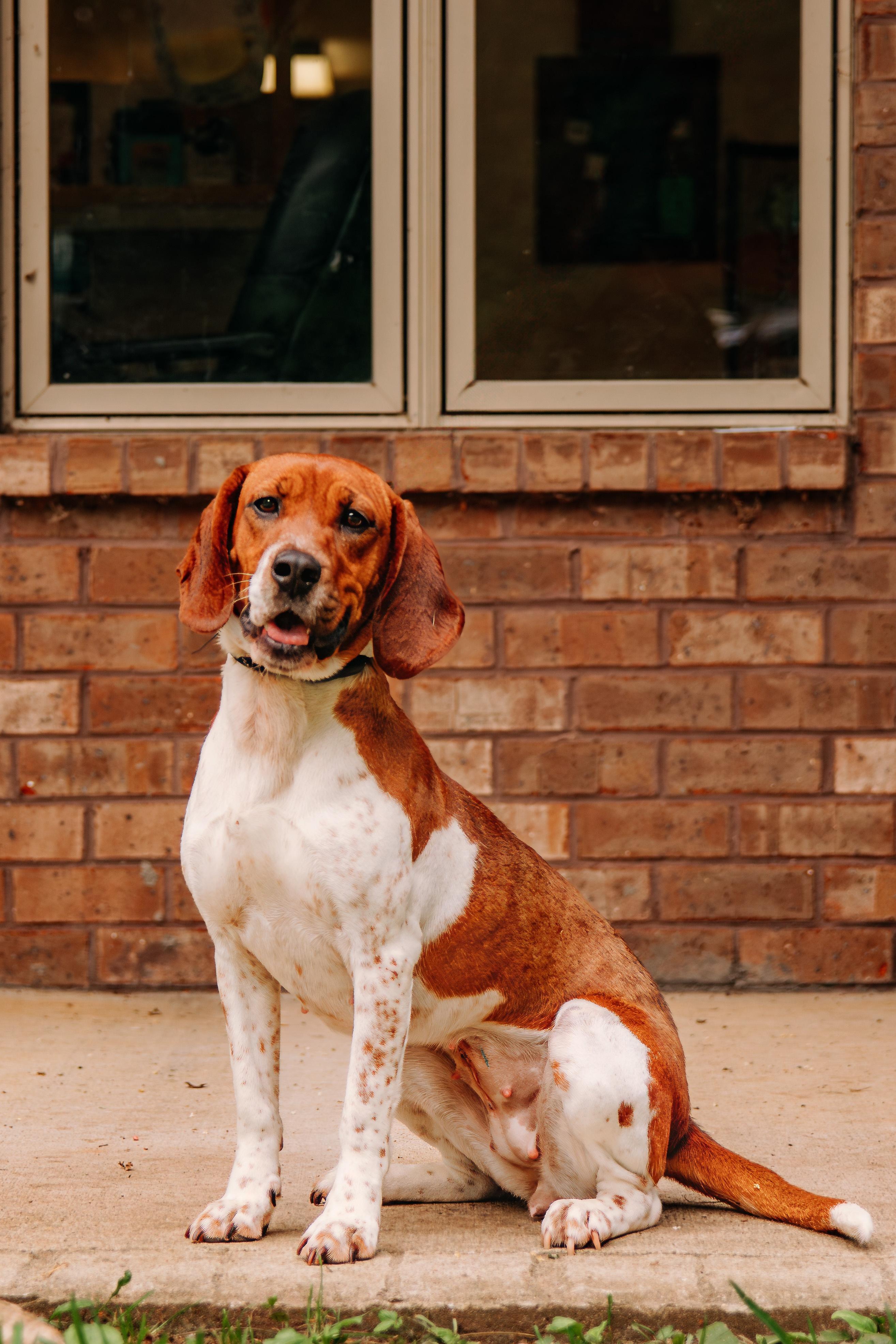 Momma Odie, ADOPTABLE, Adult Female Beagle.