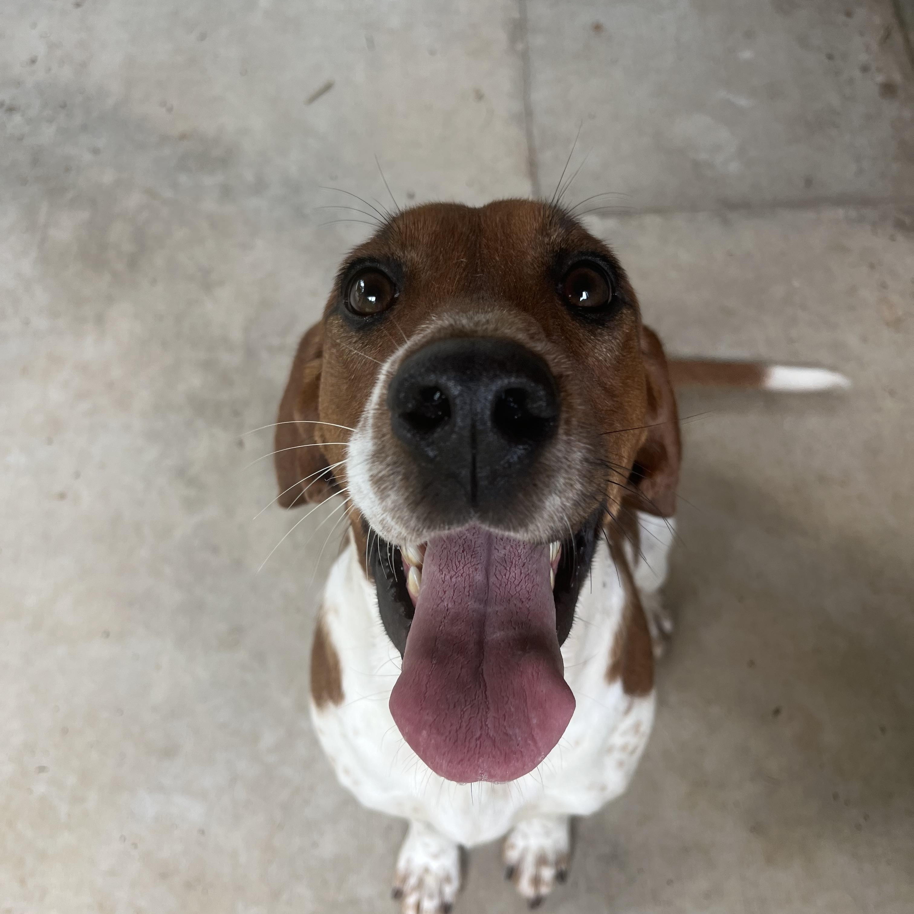 Momma Odie, a ADOPTABLE mixed breed in Loudon, TN image 3/4