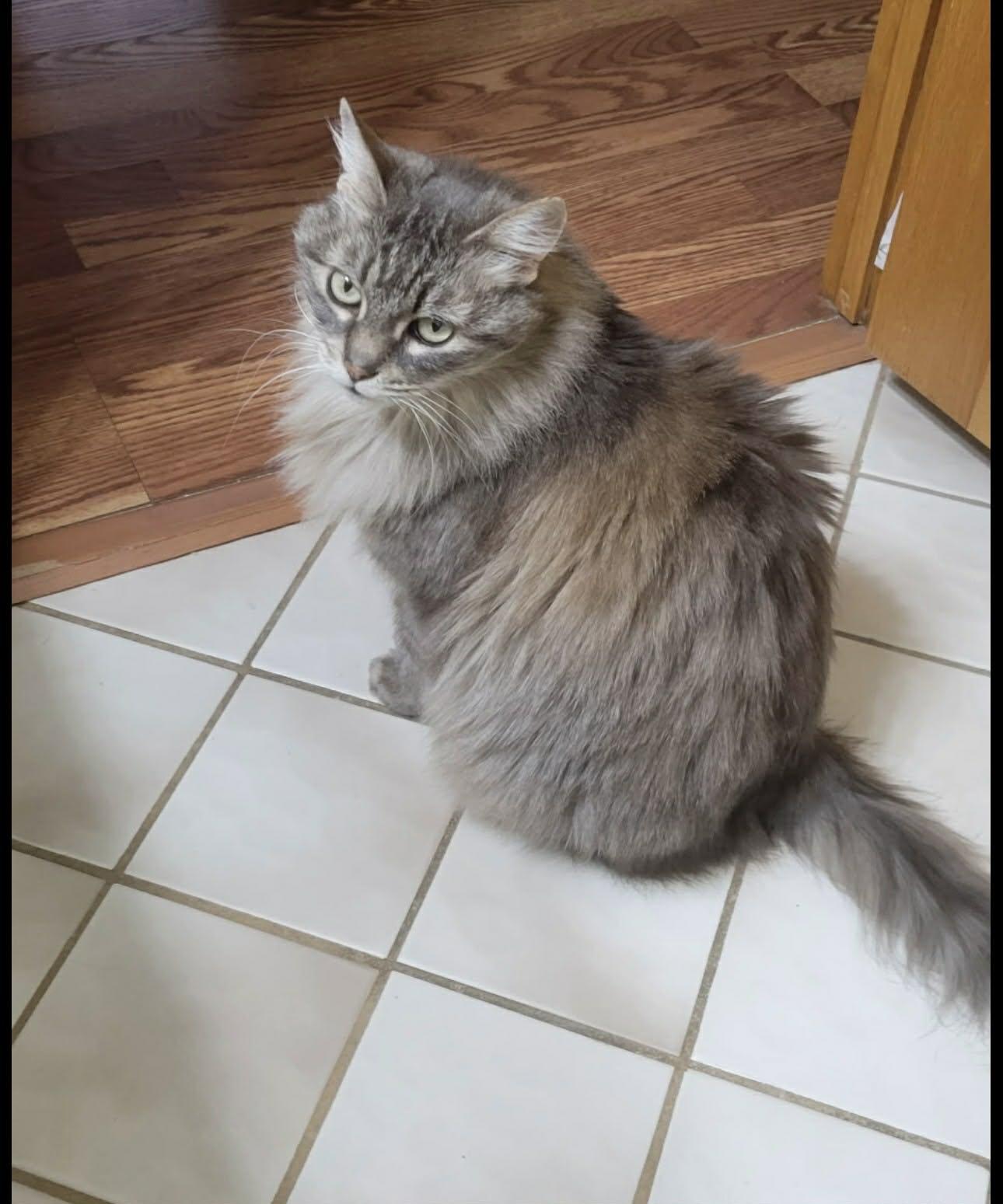 Miss Kitty, a ADOPTABLE Domestic Long Hair in Crown Point, IN image 1/2