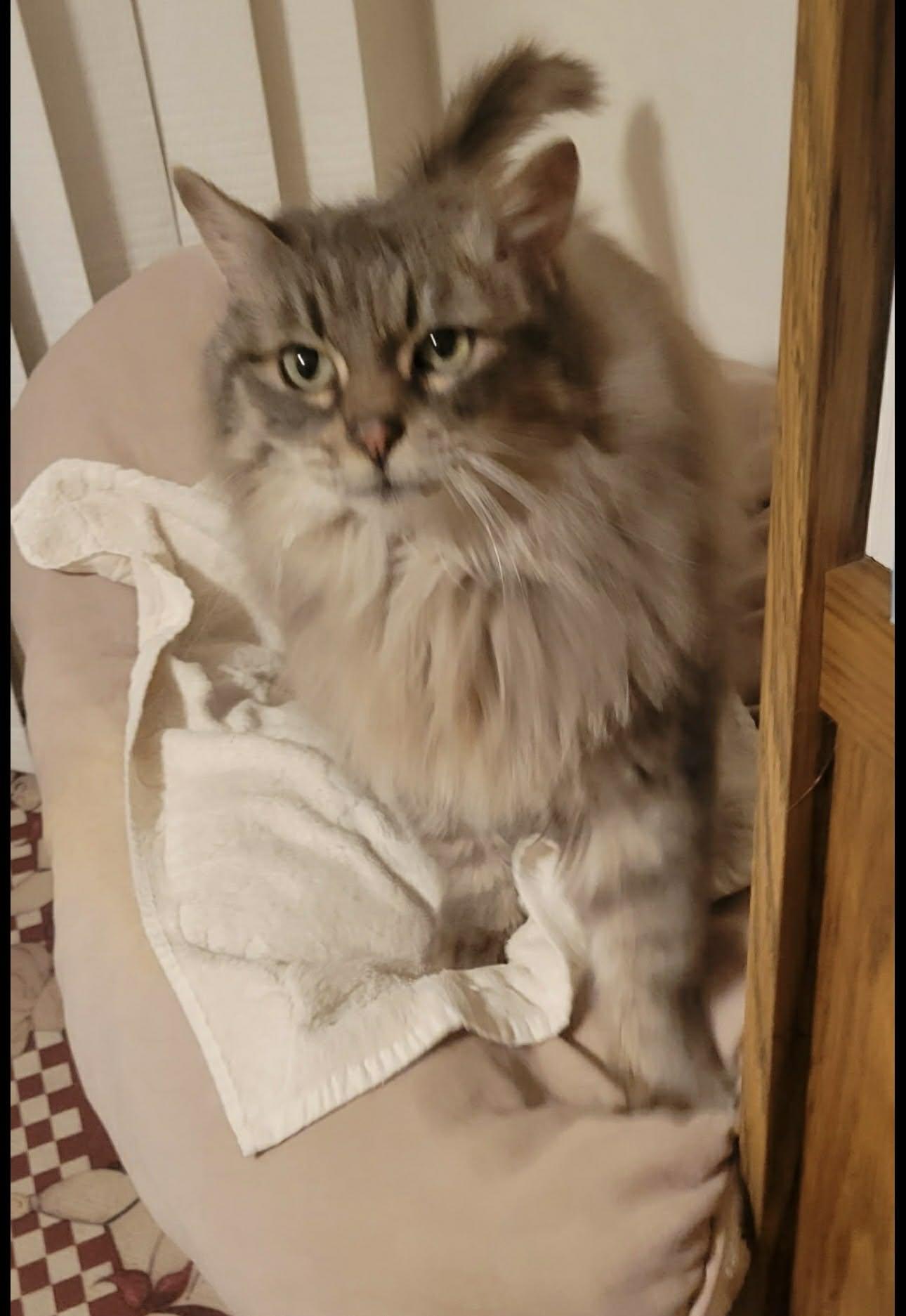 Miss Kitty, a ADOPTABLE Domestic Long Hair in Crown Point, IN image 2/2