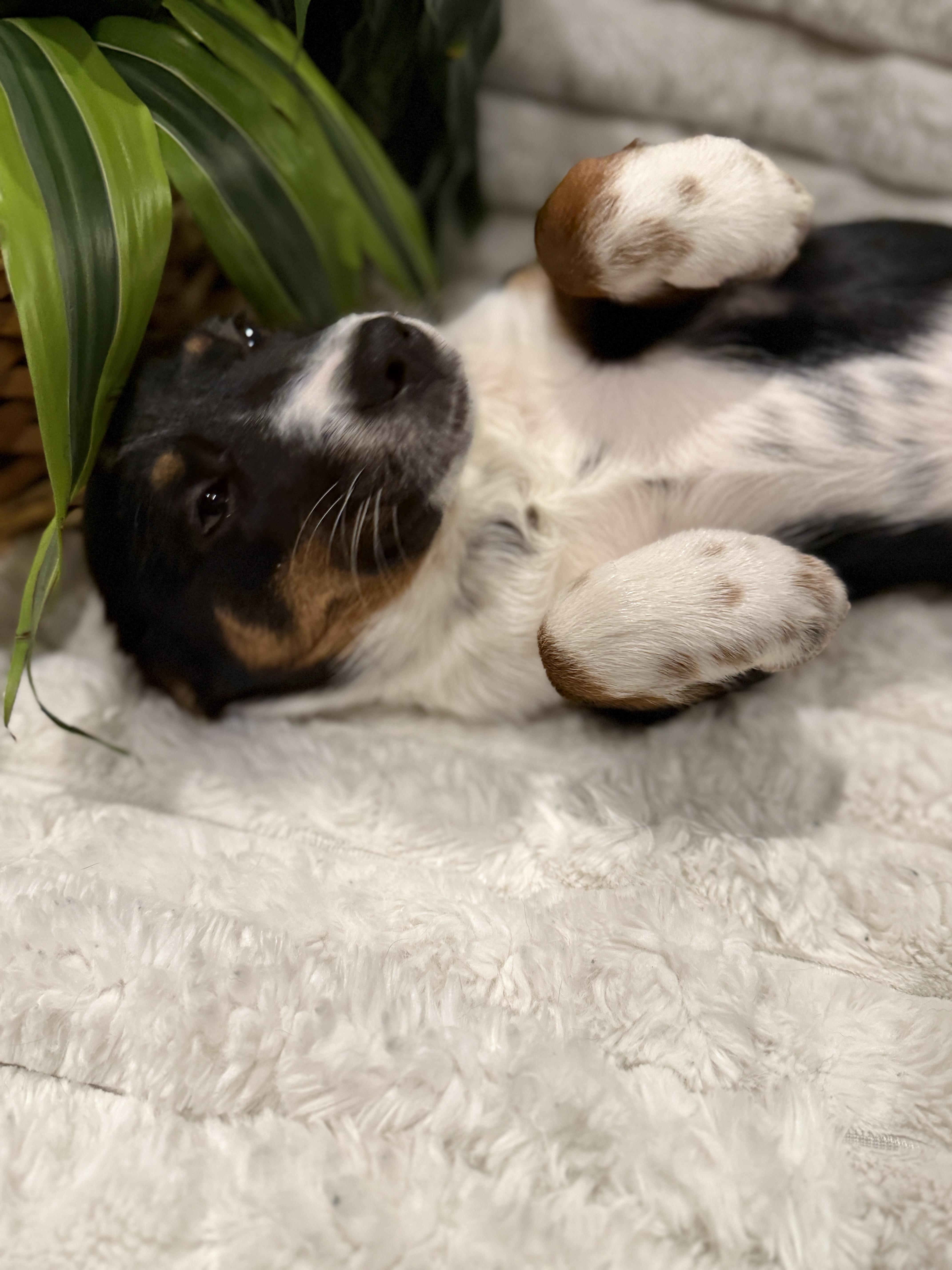 Enlarge Darlin , a ADOPTABLE mixed breed in Hales corners, WI image 2/3