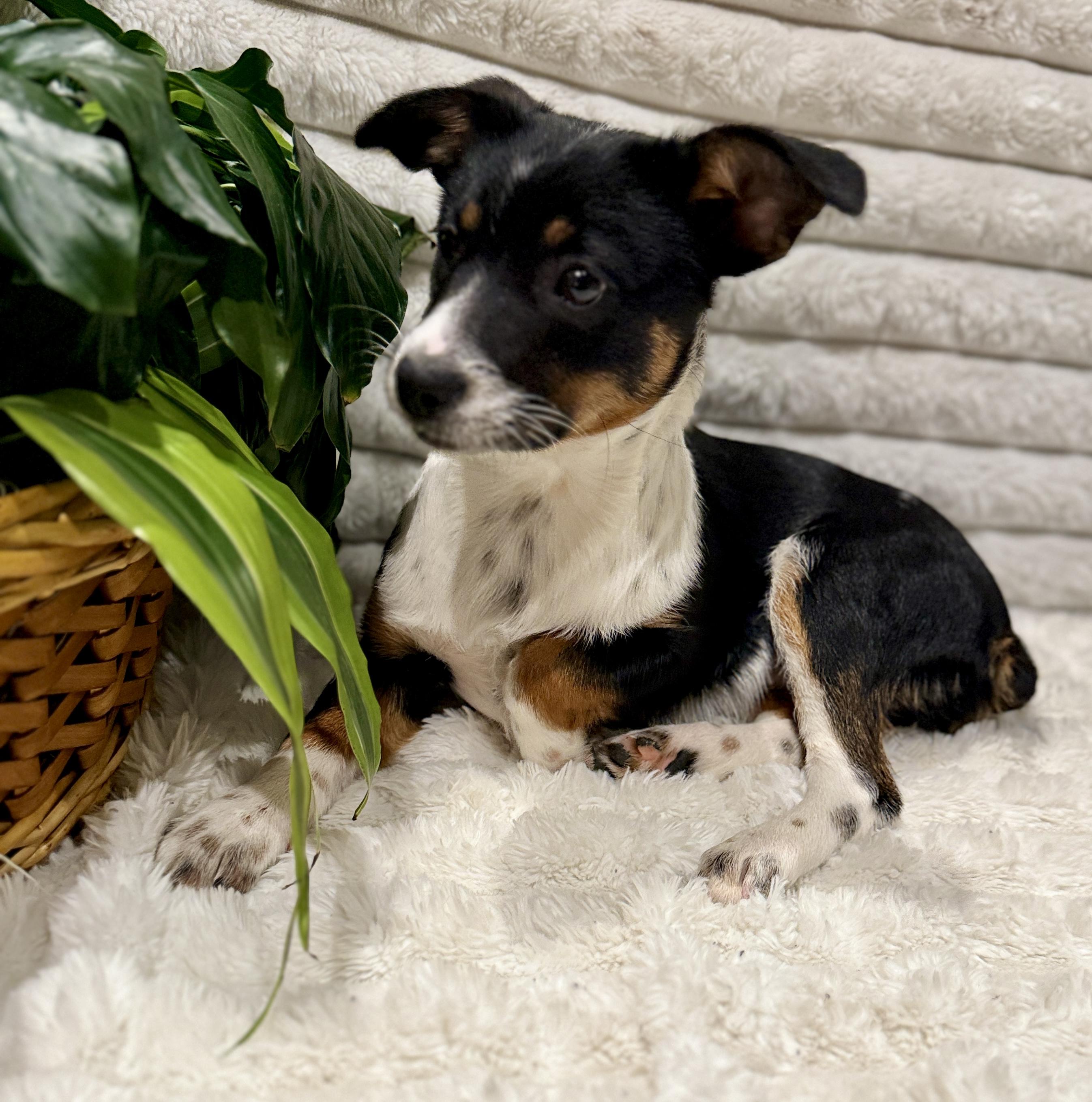 Enlarge Darlin , a ADOPTABLE mixed breed in Hales corners, WI image 3/3