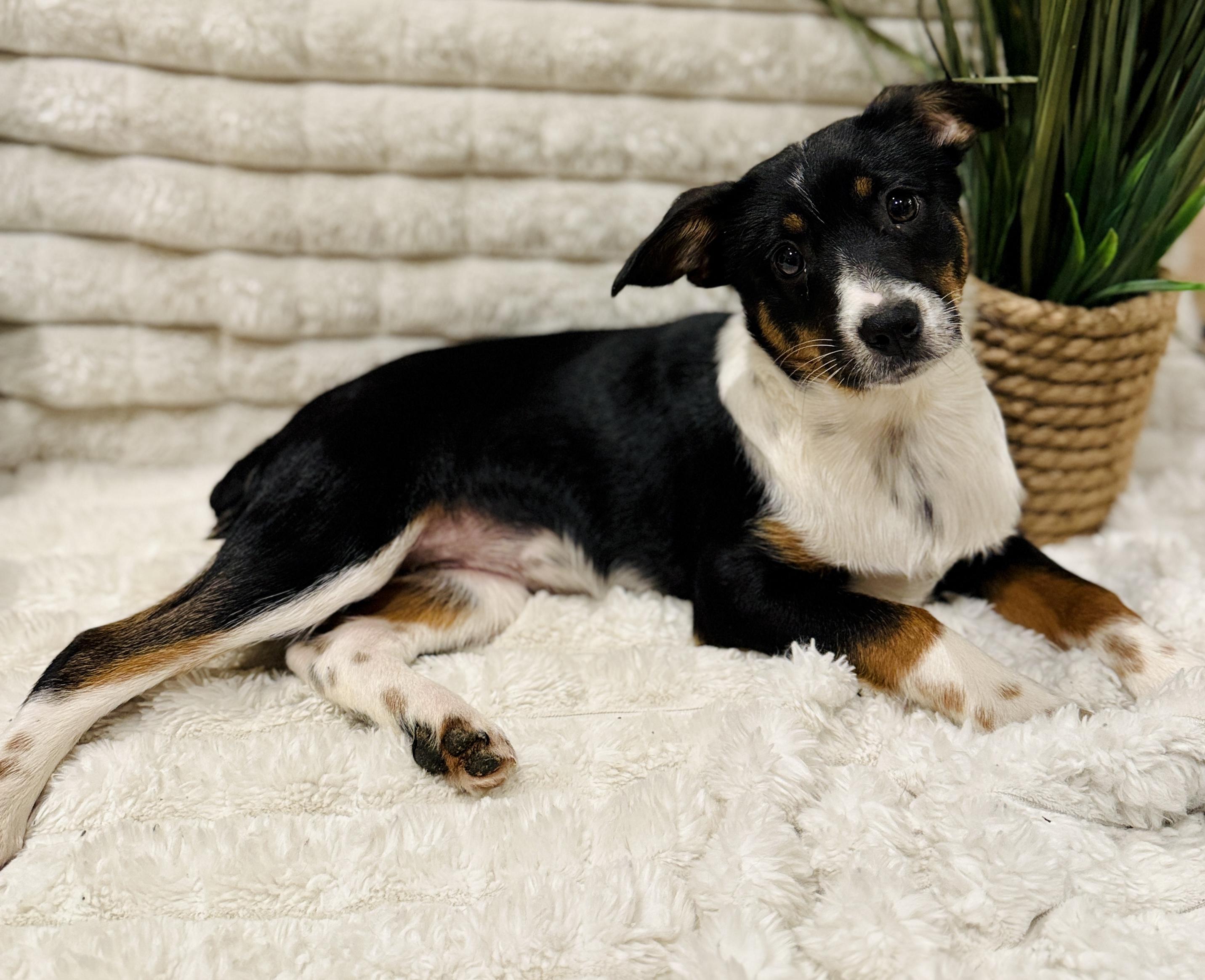 Enlarge Darlin , a ADOPTABLE mixed breed in Hales corners, WI image 1/3