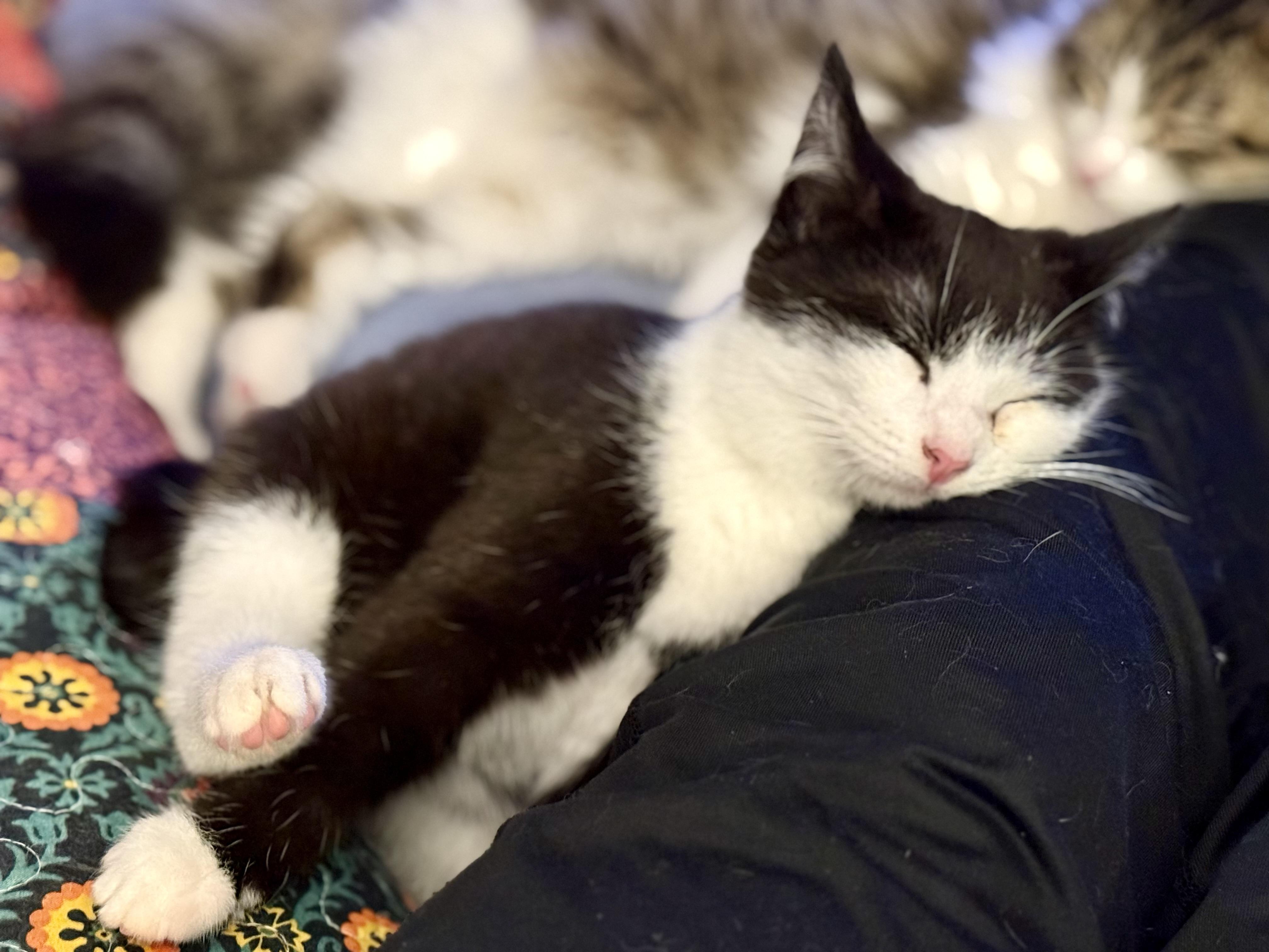 Enlarge A Boy Named Sue, an adopted mixed breed in Salem, OH image 3/6