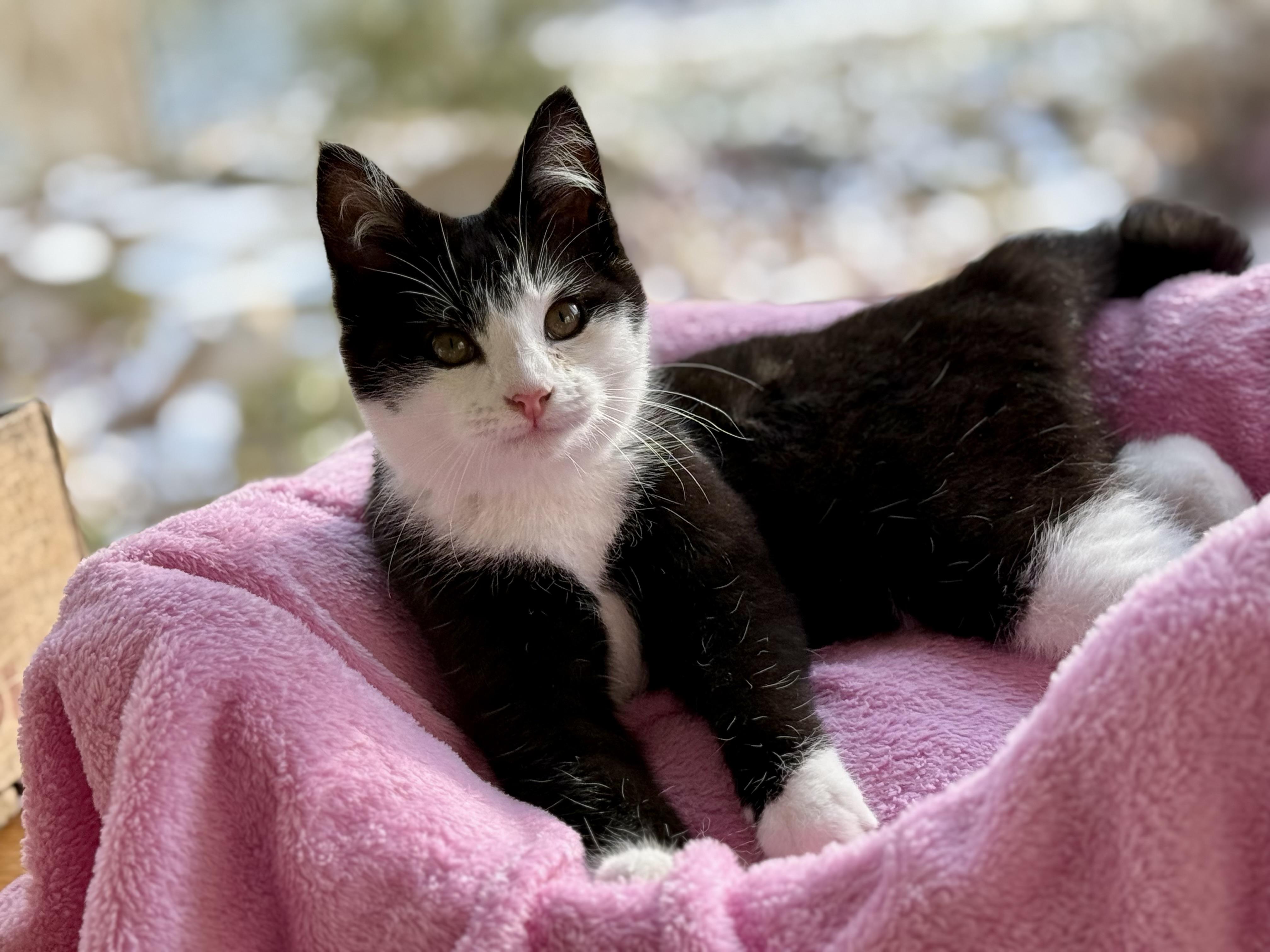 Enlarge A Boy Named Sue, an adopted mixed breed in Salem, OH image 6/6