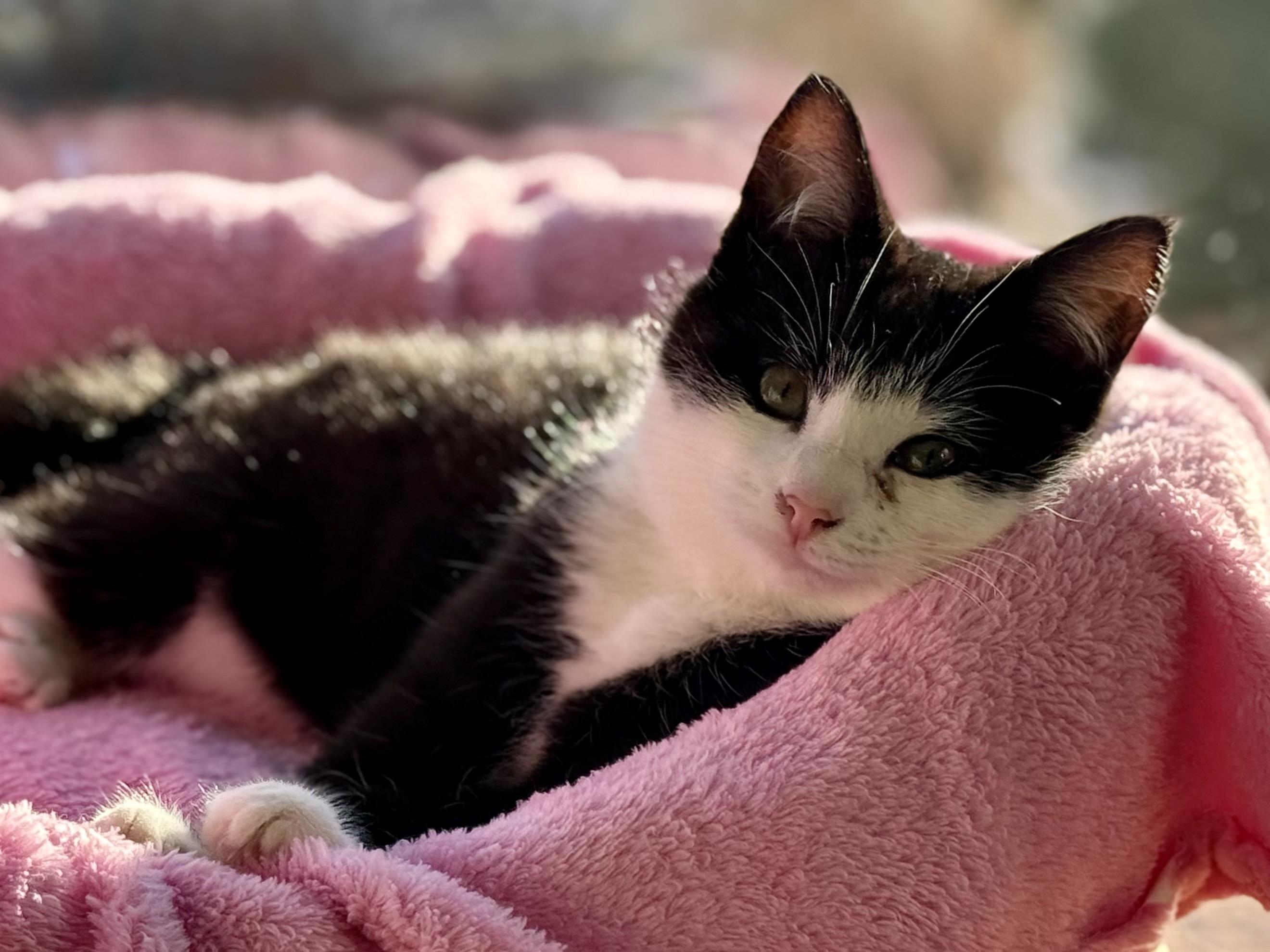 Enlarge A Boy Named Sue, an adopted mixed breed in Salem, OH image 1/6