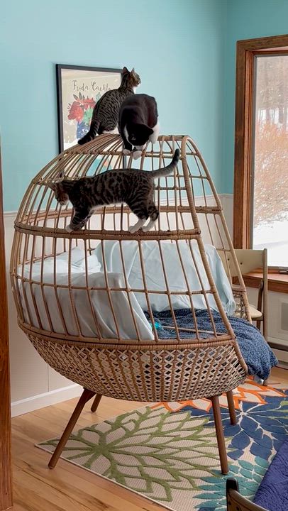 Enlarge A Boy Named Sue, an adopted mixed breed in Salem, OH video 5/6