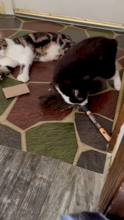 Enlarge A Boy Named Sue, an adopted mixed breed in Salem, OH video 2/6