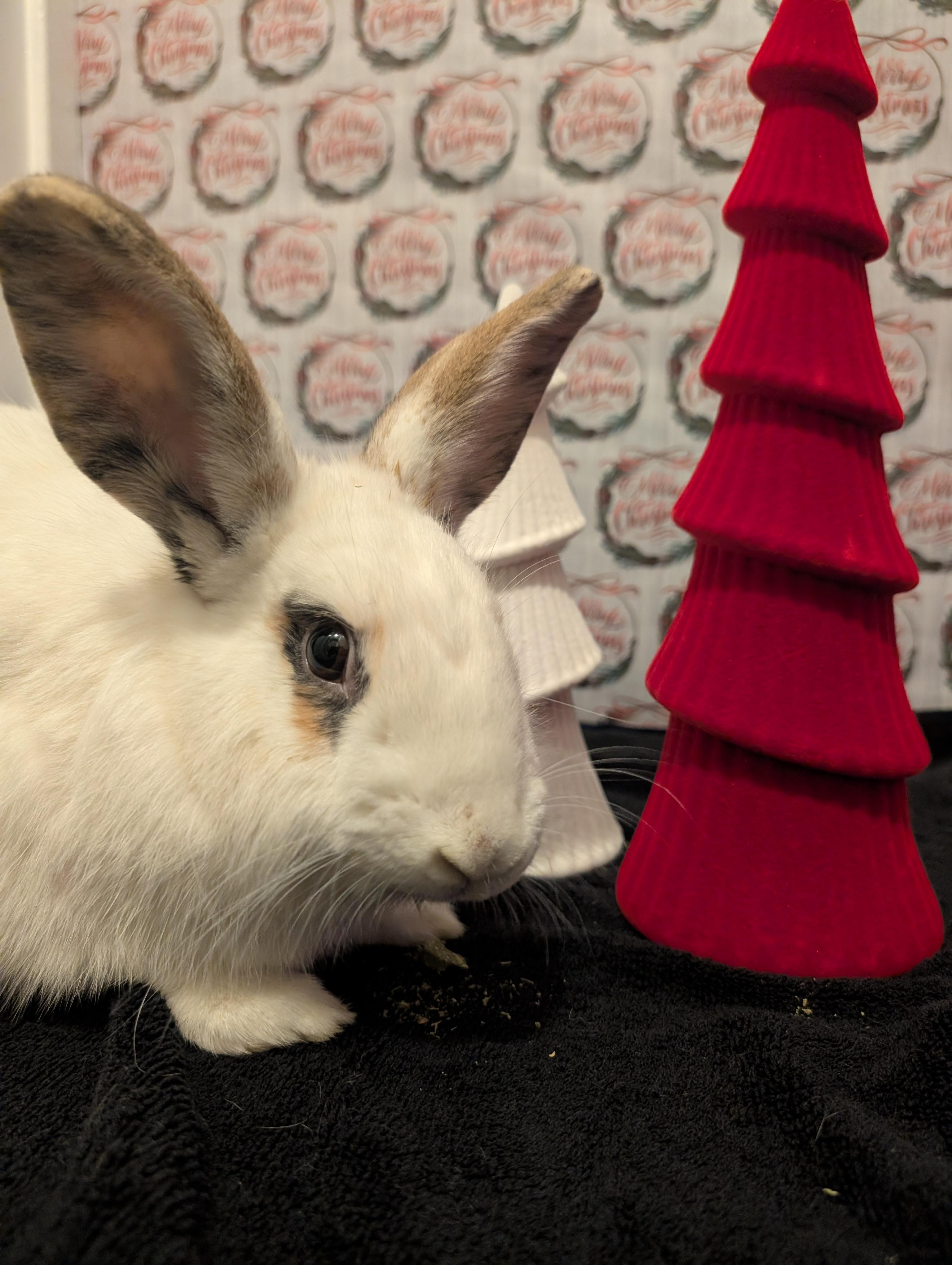 Enlarge Jack Jack, a ADOPTABLE mixed breed in Fremont, OH image 2/4