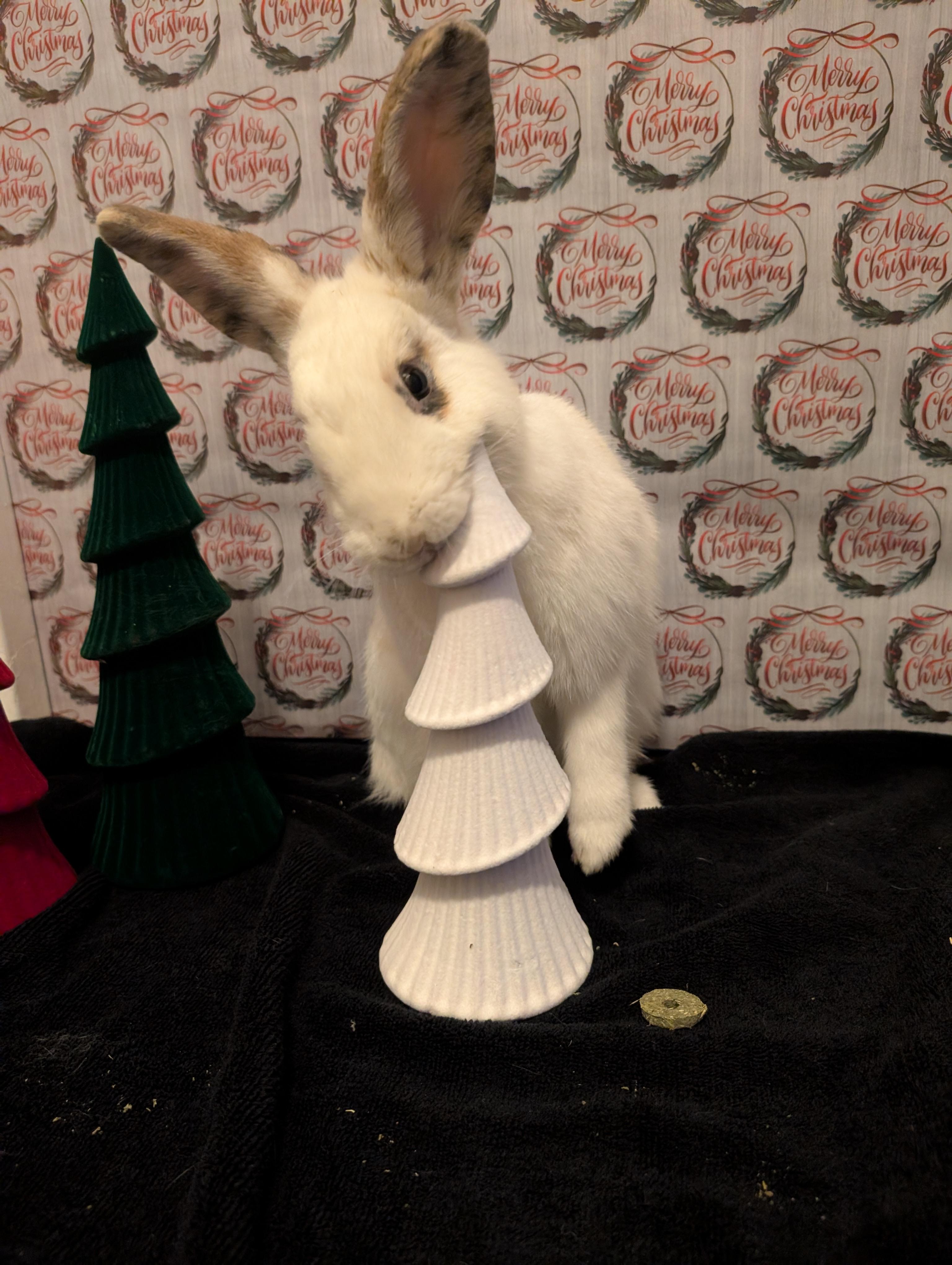 Enlarge Jack Jack, a ADOPTABLE mixed breed in Fremont, OH image 3/4