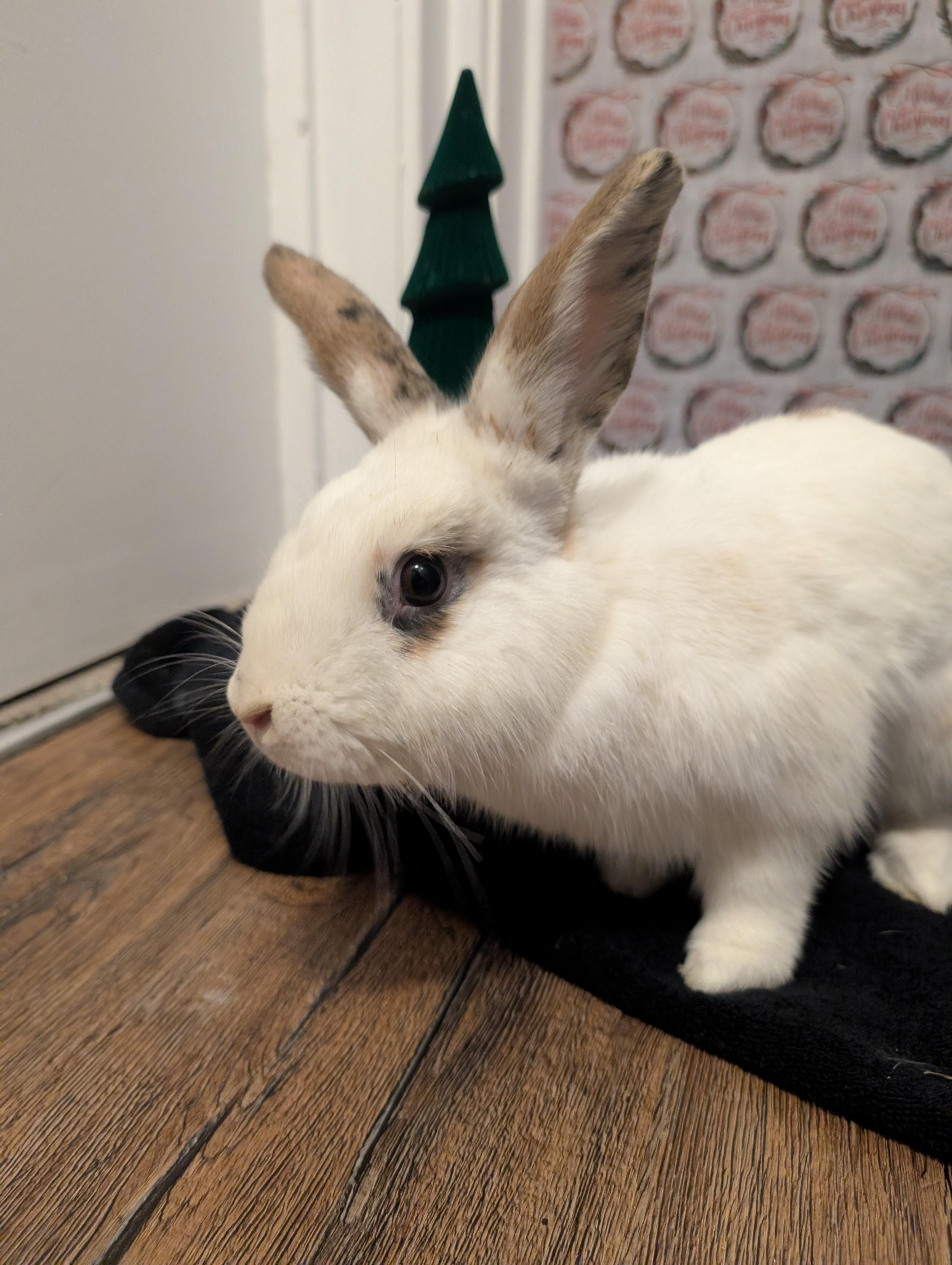 Jack Jack, ADOPTABLE, Young Male Californian.