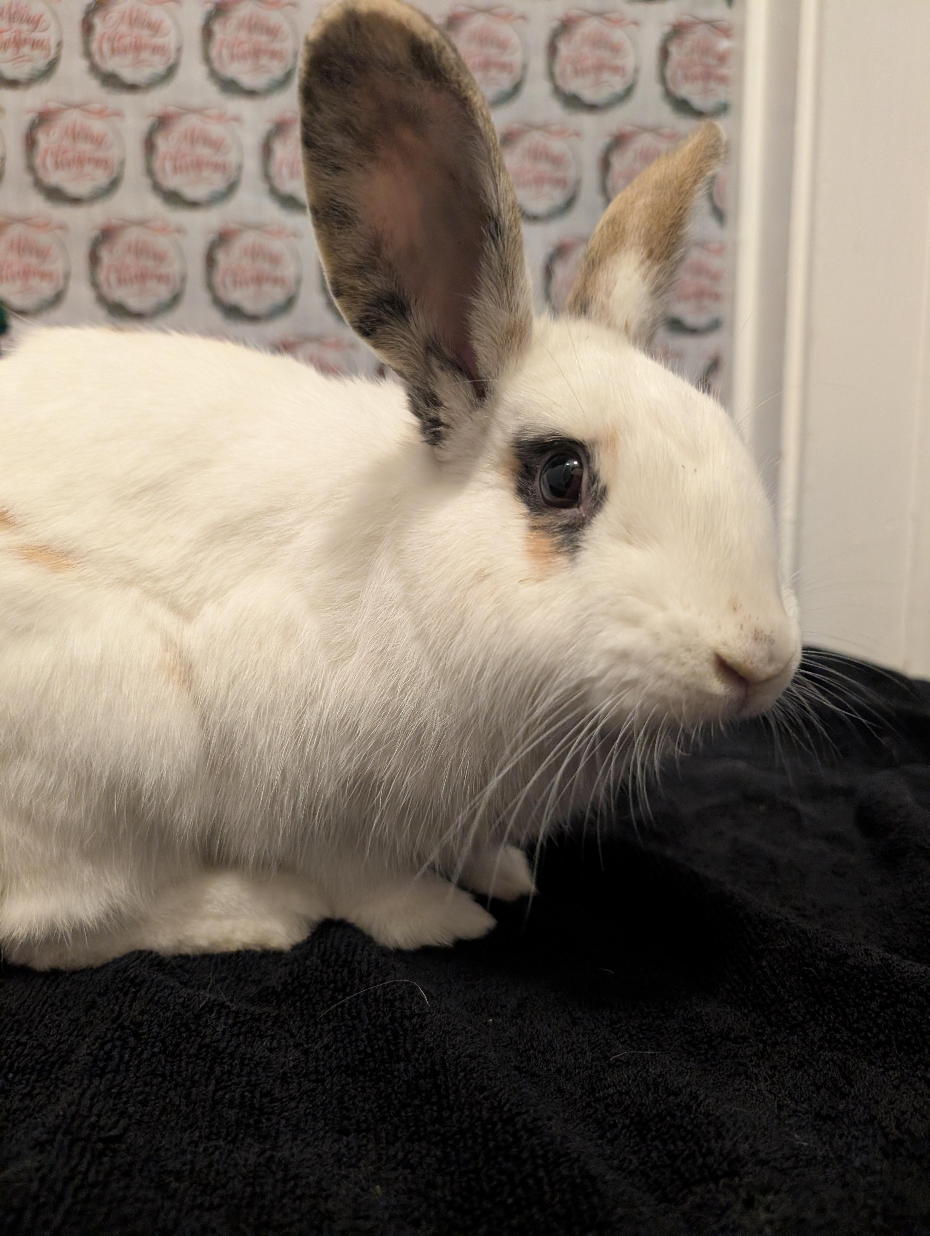 Enlarge Jack Jack, a ADOPTABLE mixed breed in Fremont, OH image 4/4