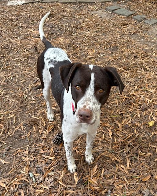 Enlarge Ivan, a ADOPTABLE mixed breed in Marion, MA image 1/5