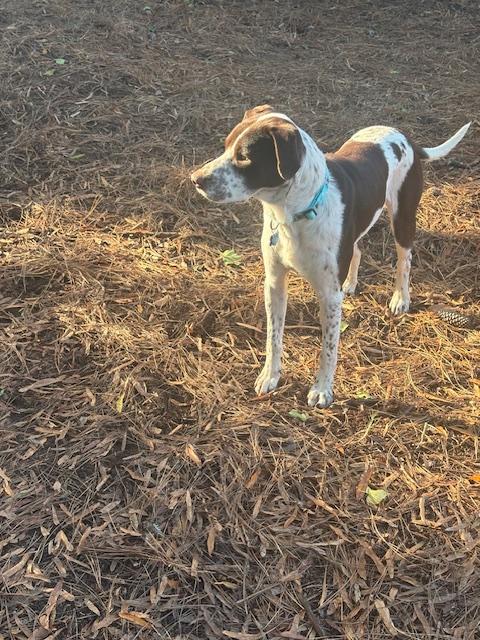 Enlarge Ivan, a ADOPTABLE mixed breed in Marion, MA image 2/5