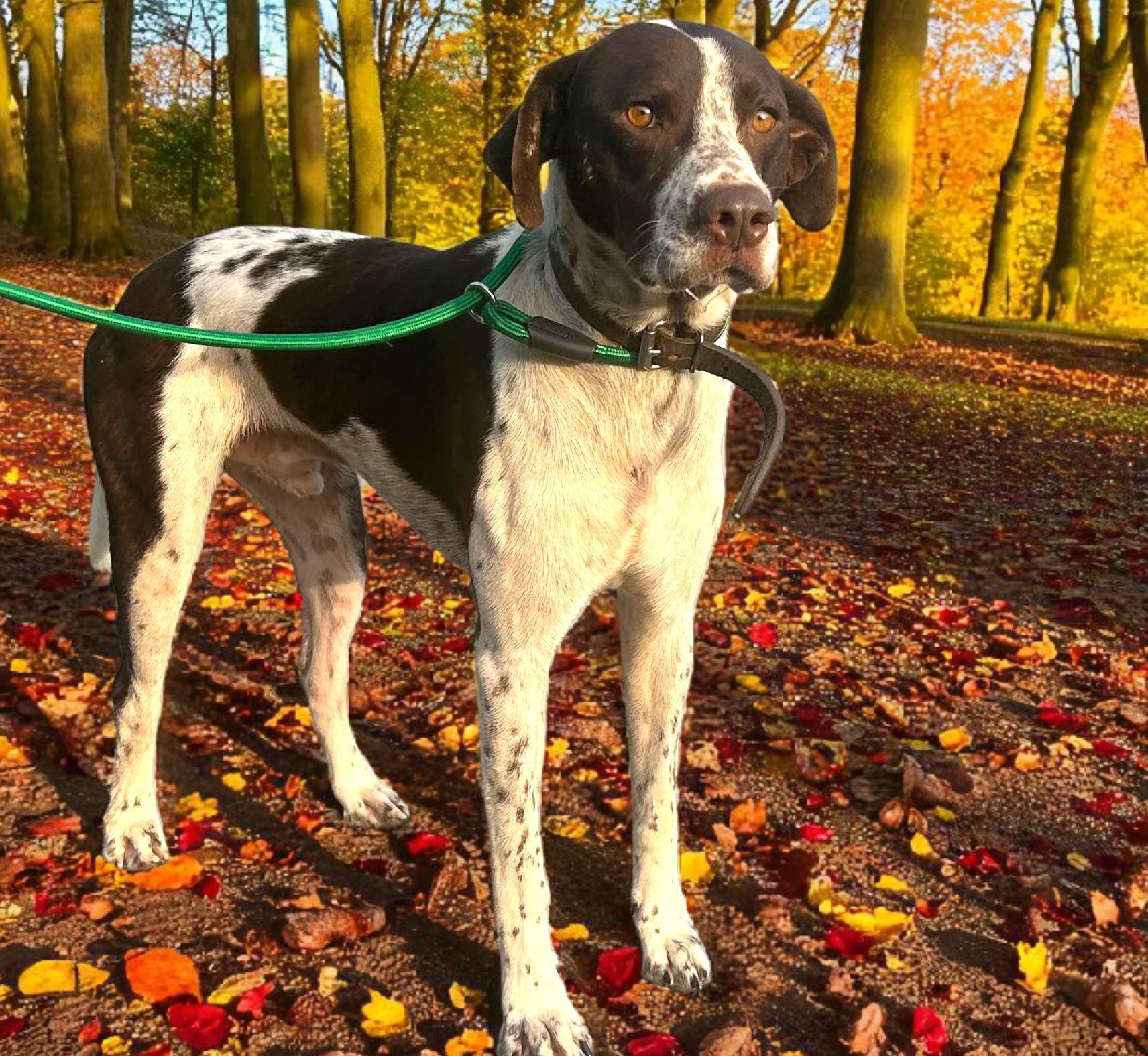 Enlarge Ivan, a ADOPTABLE mixed breed in Marion, MA image 3/5