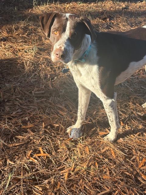Enlarge Ivan, a ADOPTABLE mixed breed in Marion, MA image 4/5