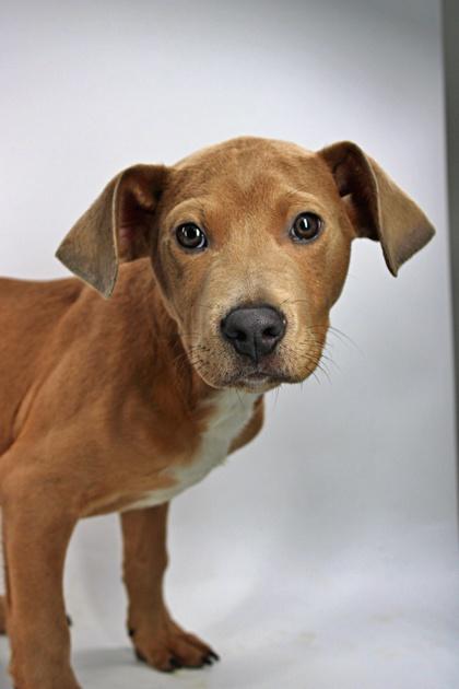 Big Bird — thumbnail 2