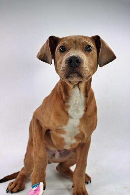 Big Bird — thumbnail 3