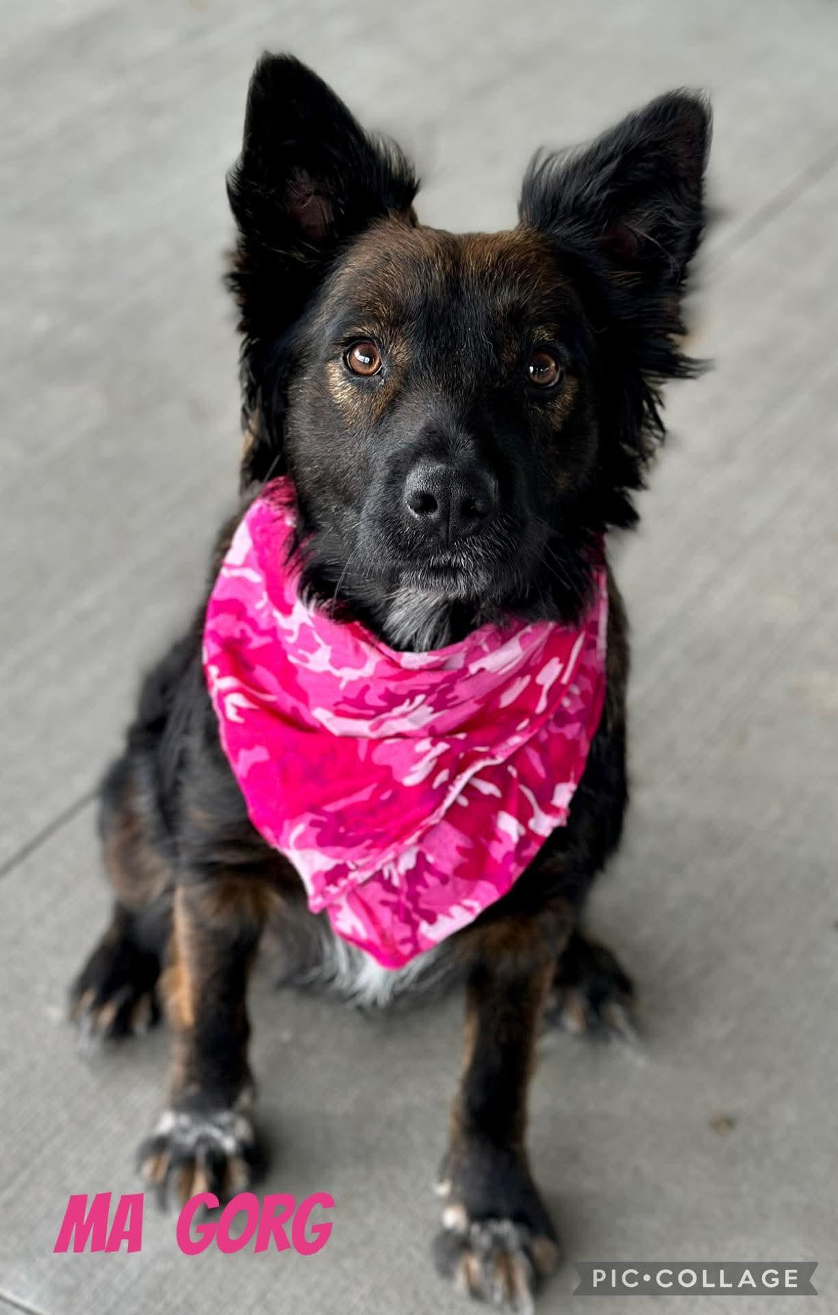 Ma Gorg, ADOPTABLE, Young Female Australian Shepherd.