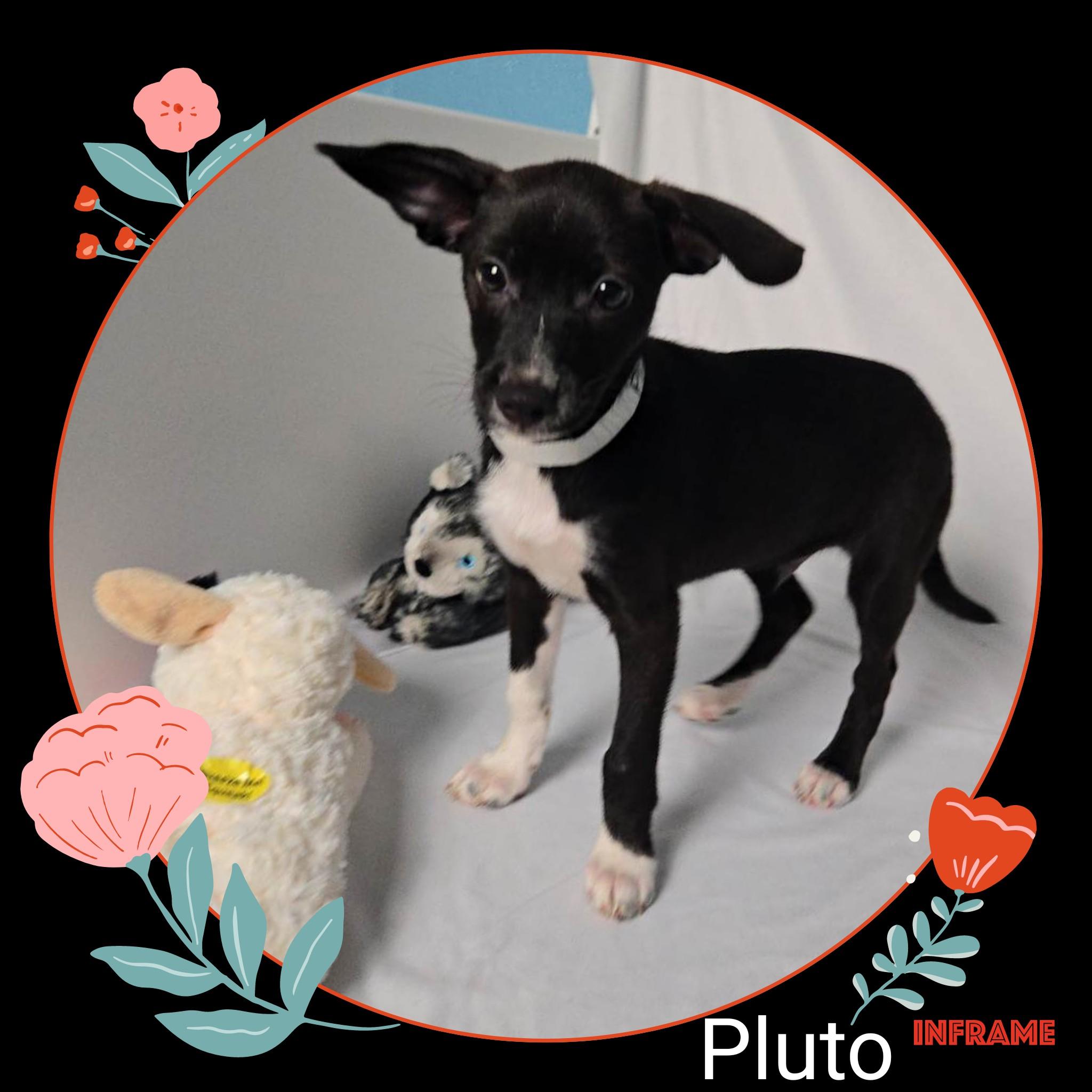 Pluto thumbnail 5
