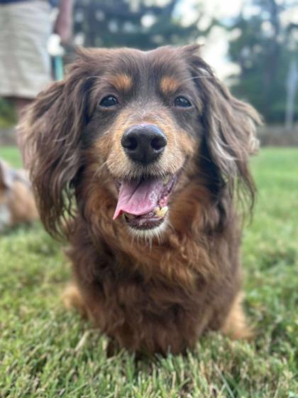 Chester, Adoptable, Senior Male Dachshund.