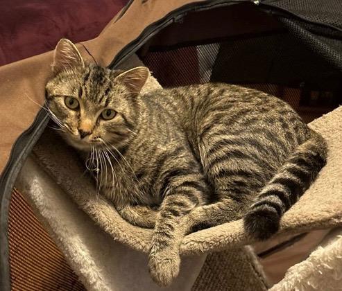 Enlarge Riley, a ADOPTABLE Domestic Short Hair in Upper Sandusky, OH image 3/4