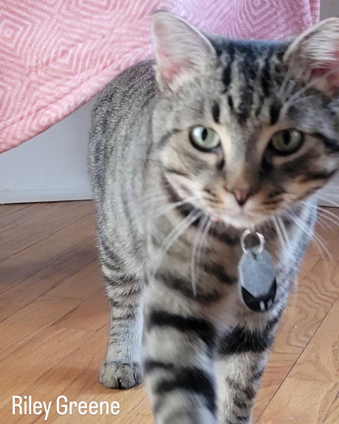 Enlarge Riley, a ADOPTABLE Domestic Short Hair in Upper Sandusky, OH image 1/4