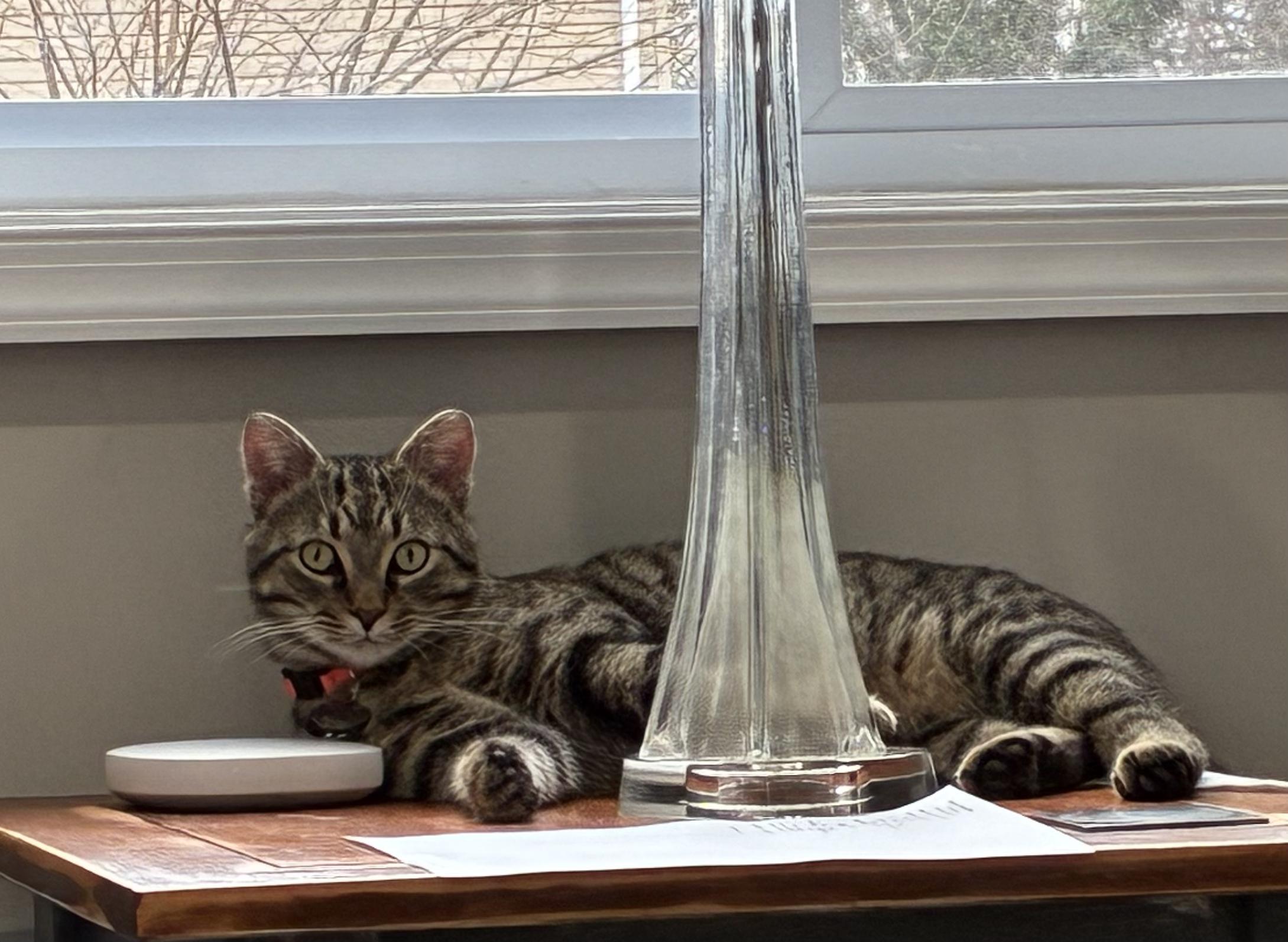 Enlarge Riley, a ADOPTABLE Domestic Short Hair in Upper Sandusky, OH image 4/4