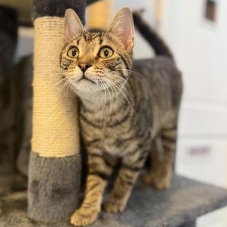 Enlarge Sheera, an adopted Domestic Short Hair in Liverpool, TX image 4/4