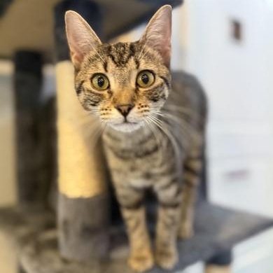 Enlarge Sheera, an adopted Domestic Short Hair in Liverpool, TX image 3/4